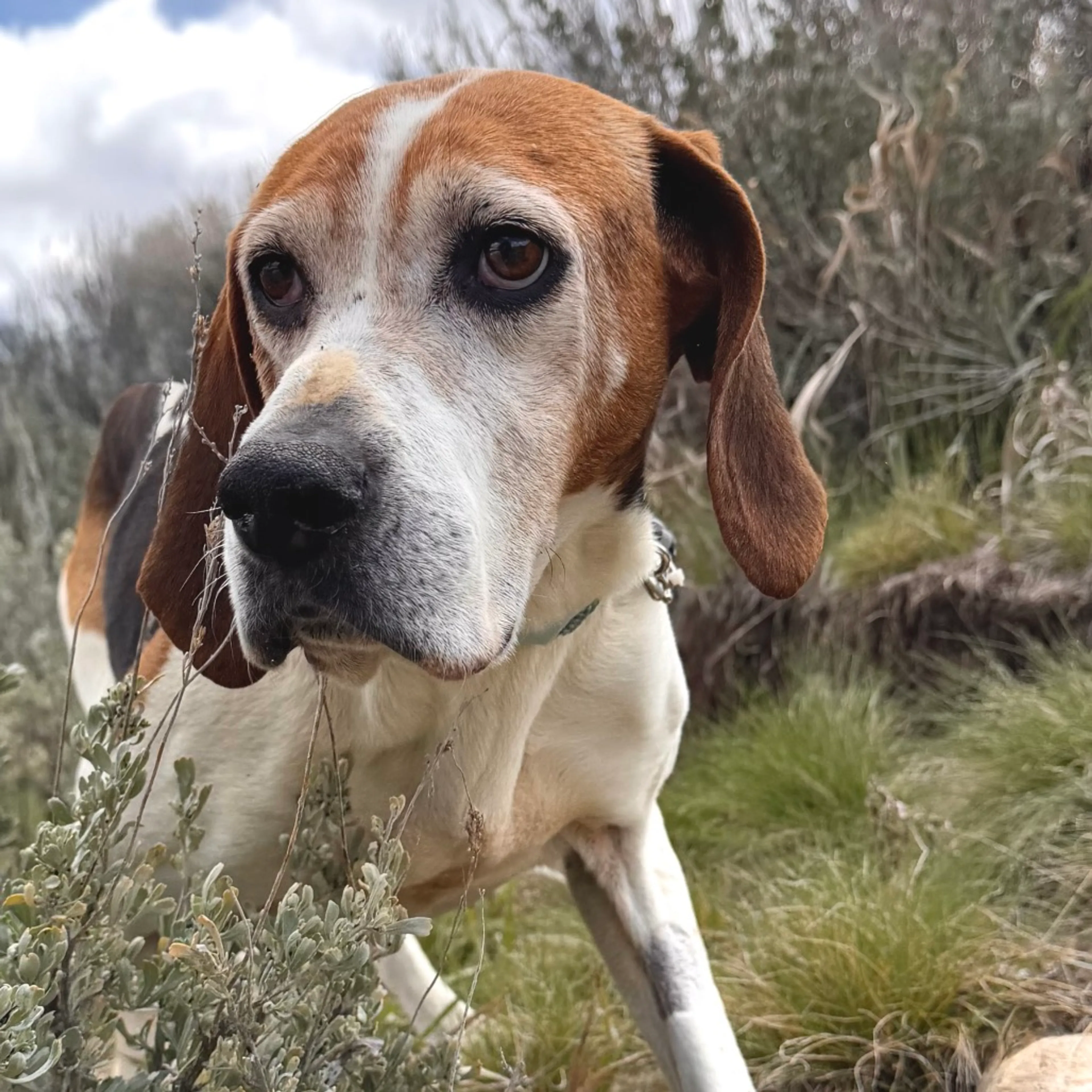 Found pet-9