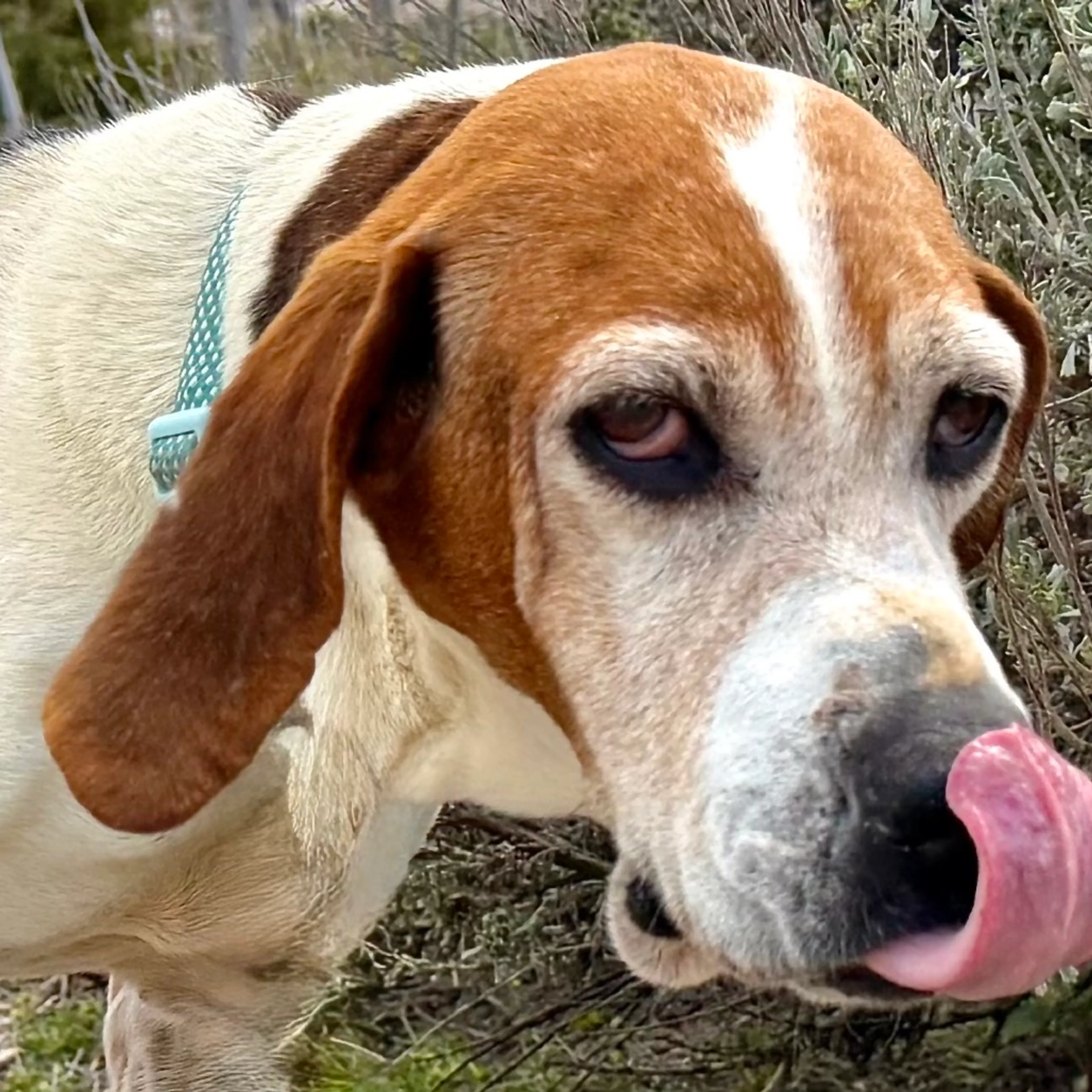 Found pet-8