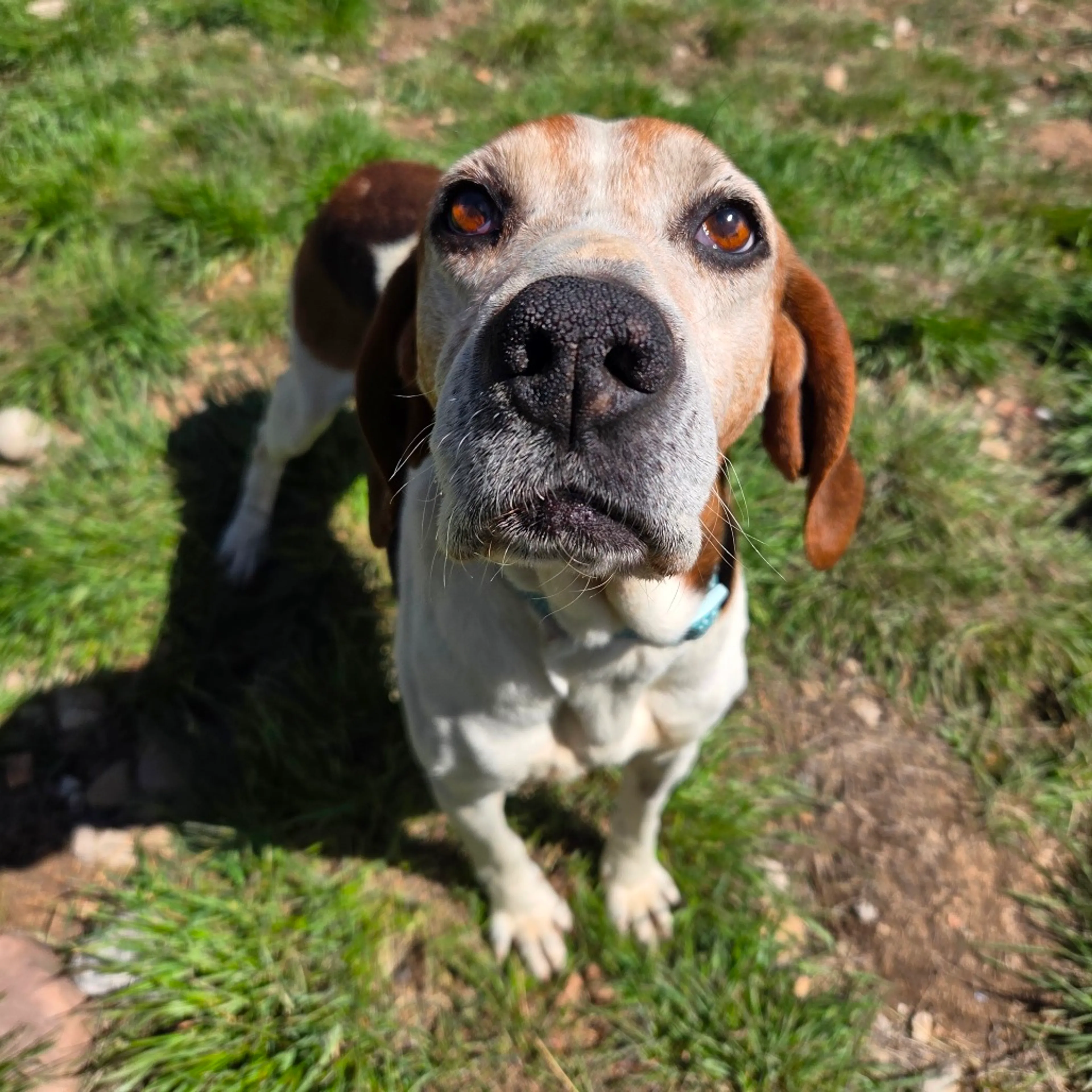 Found pet-1