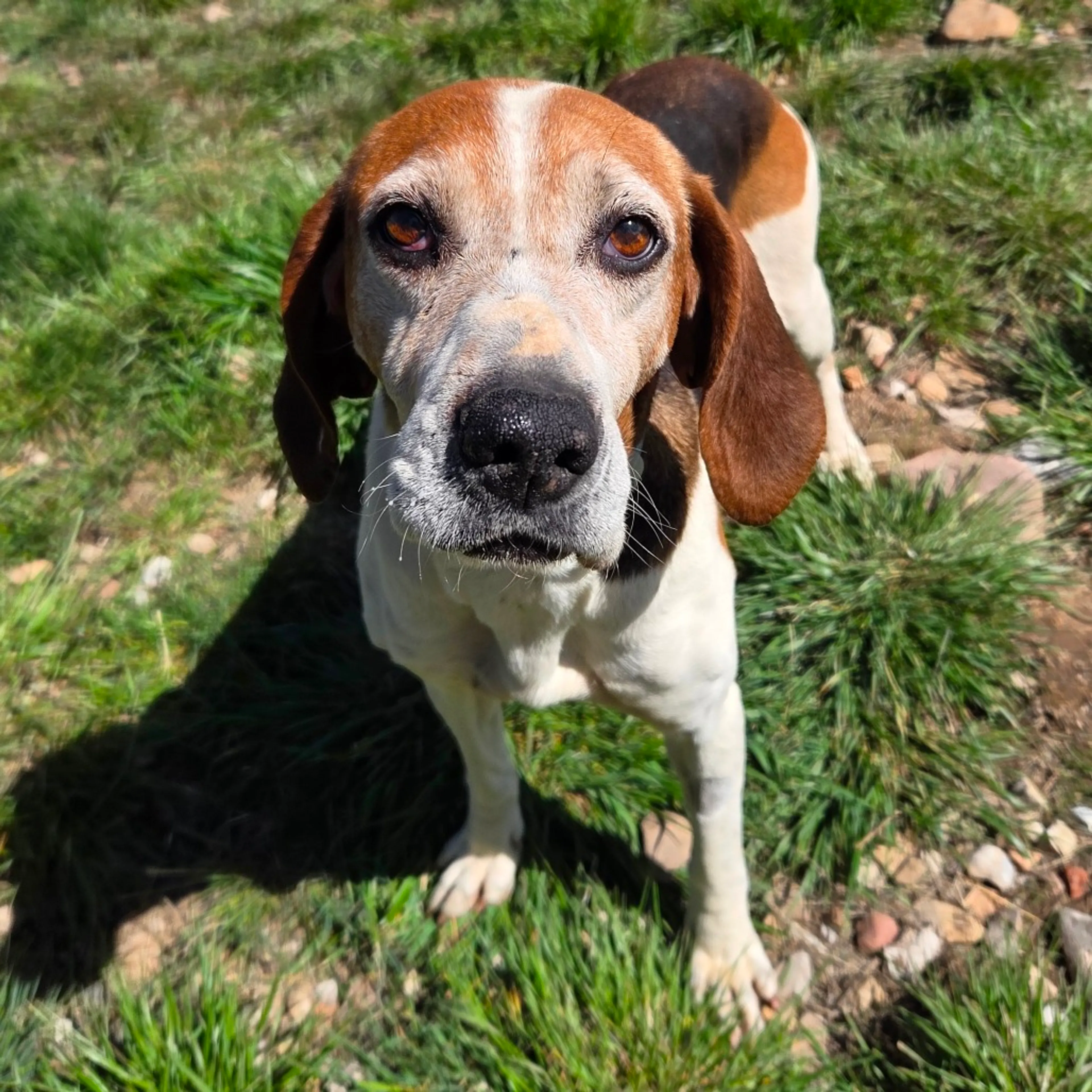 Found pet-3