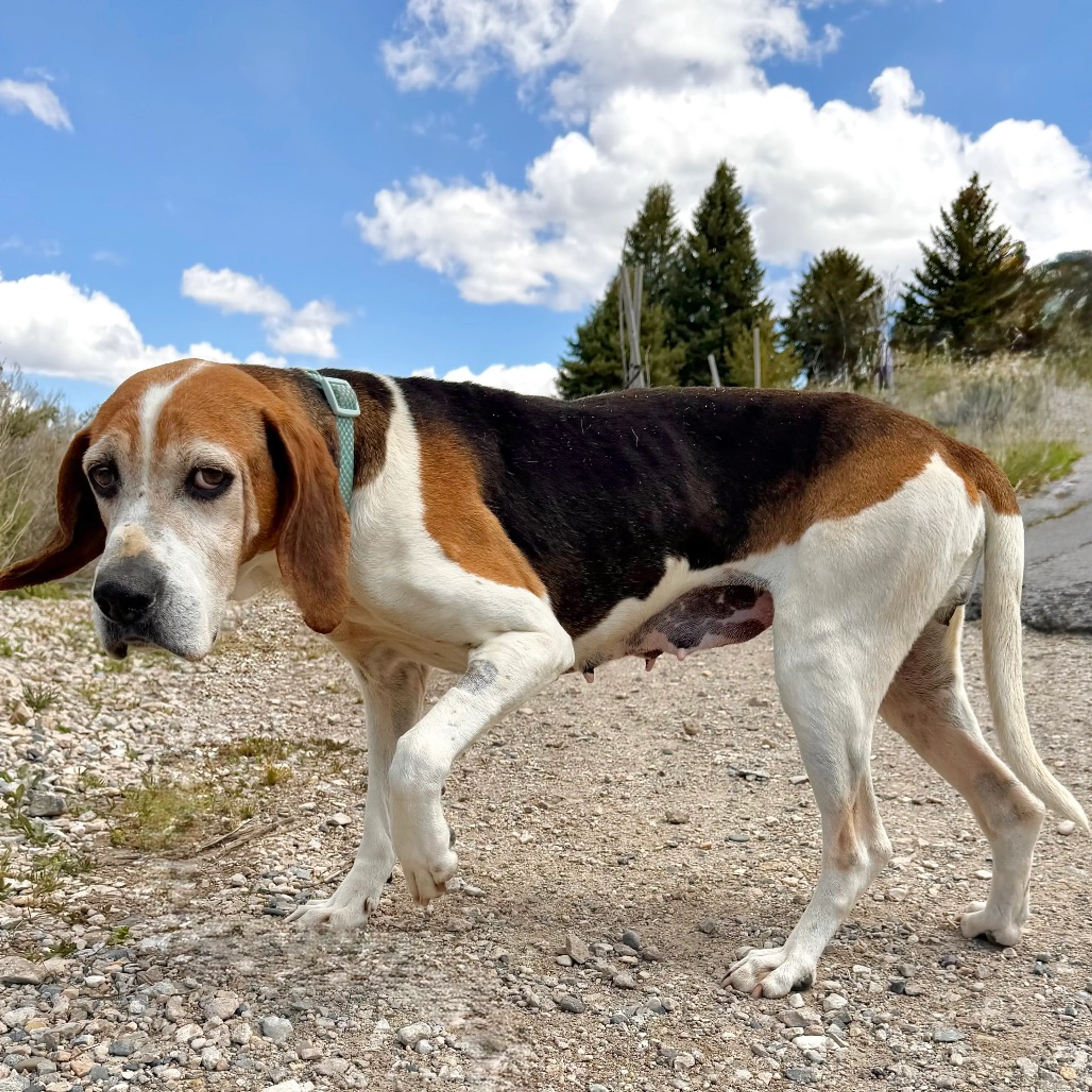 Found pet-10