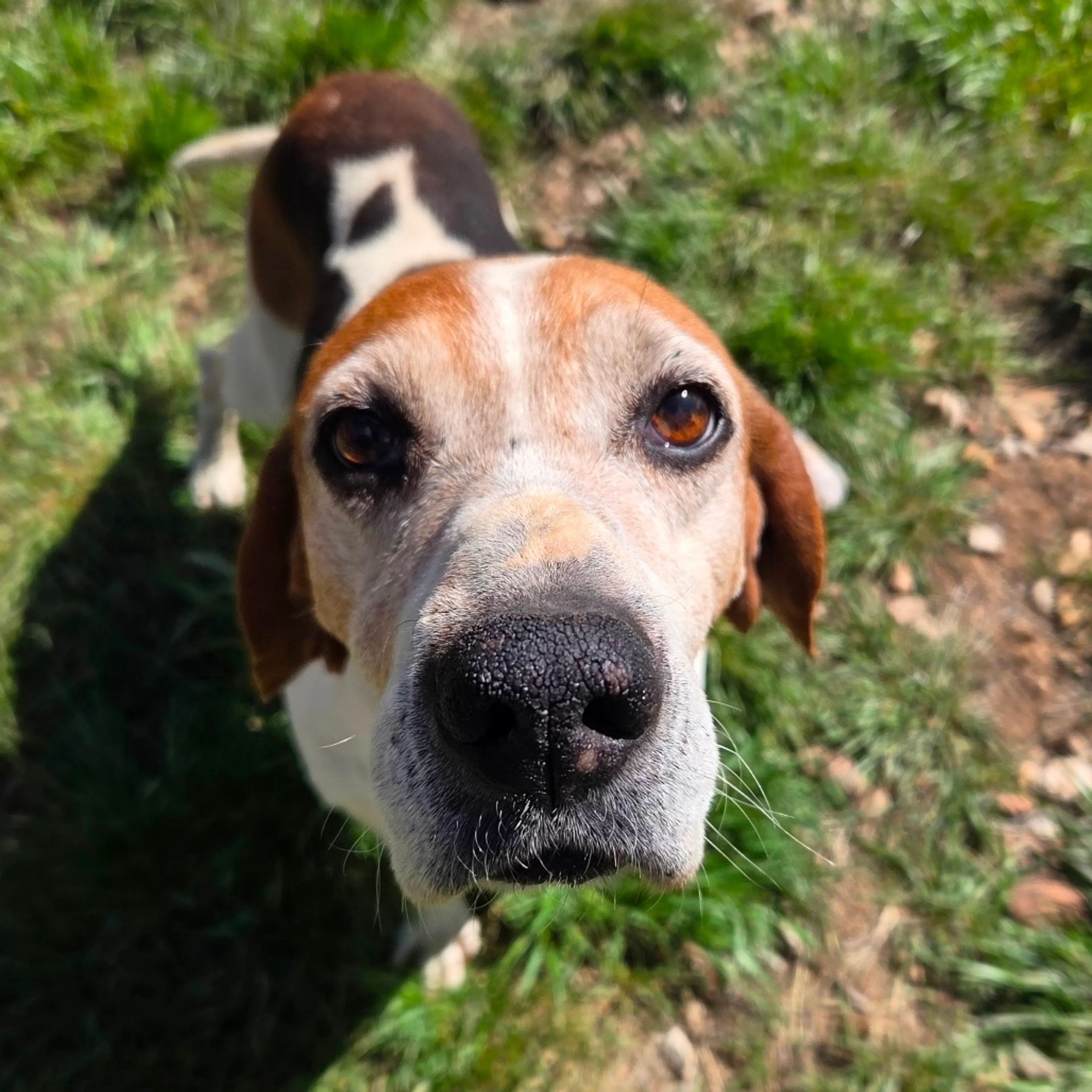 Found pet-6