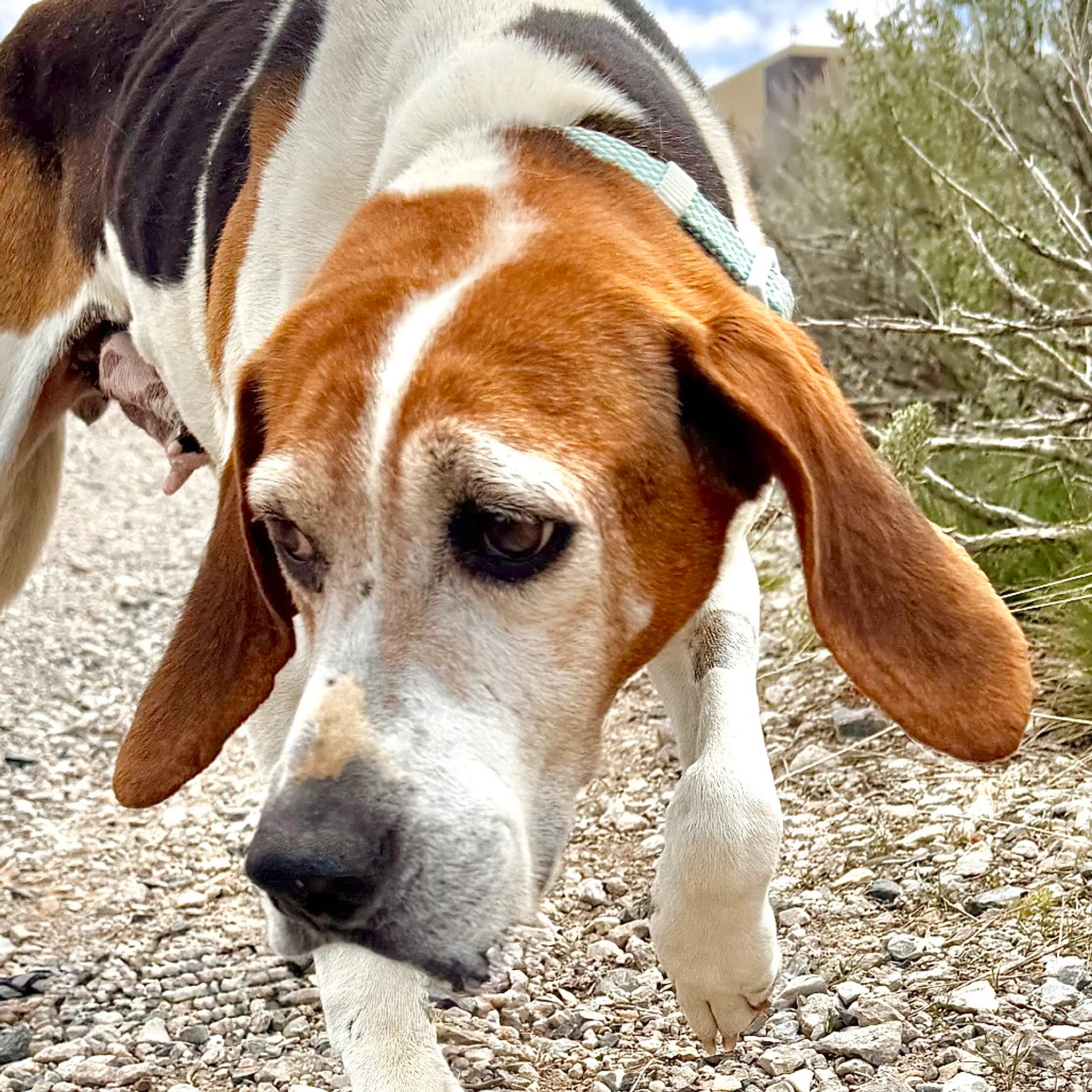 Found pet-12