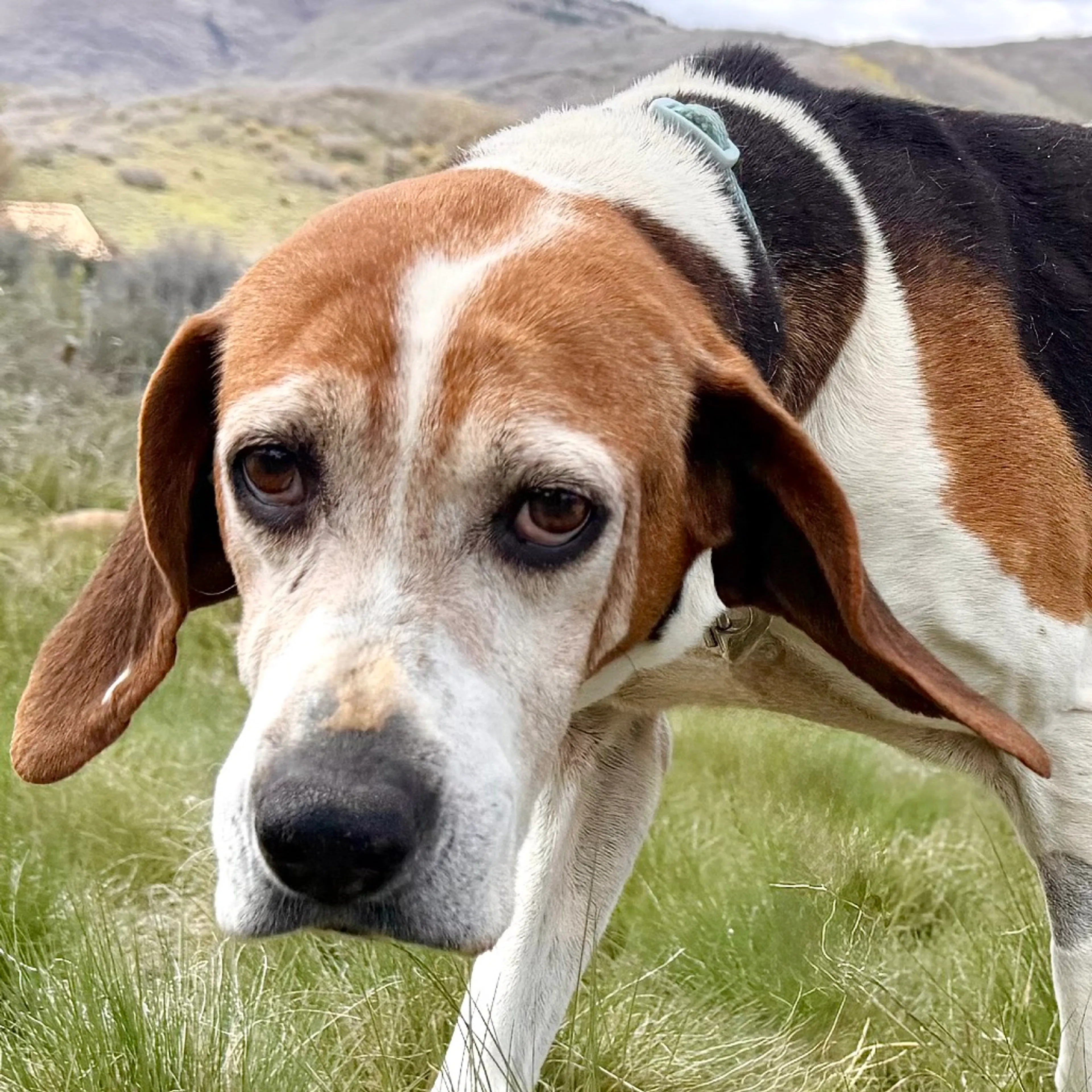 Found pet-7