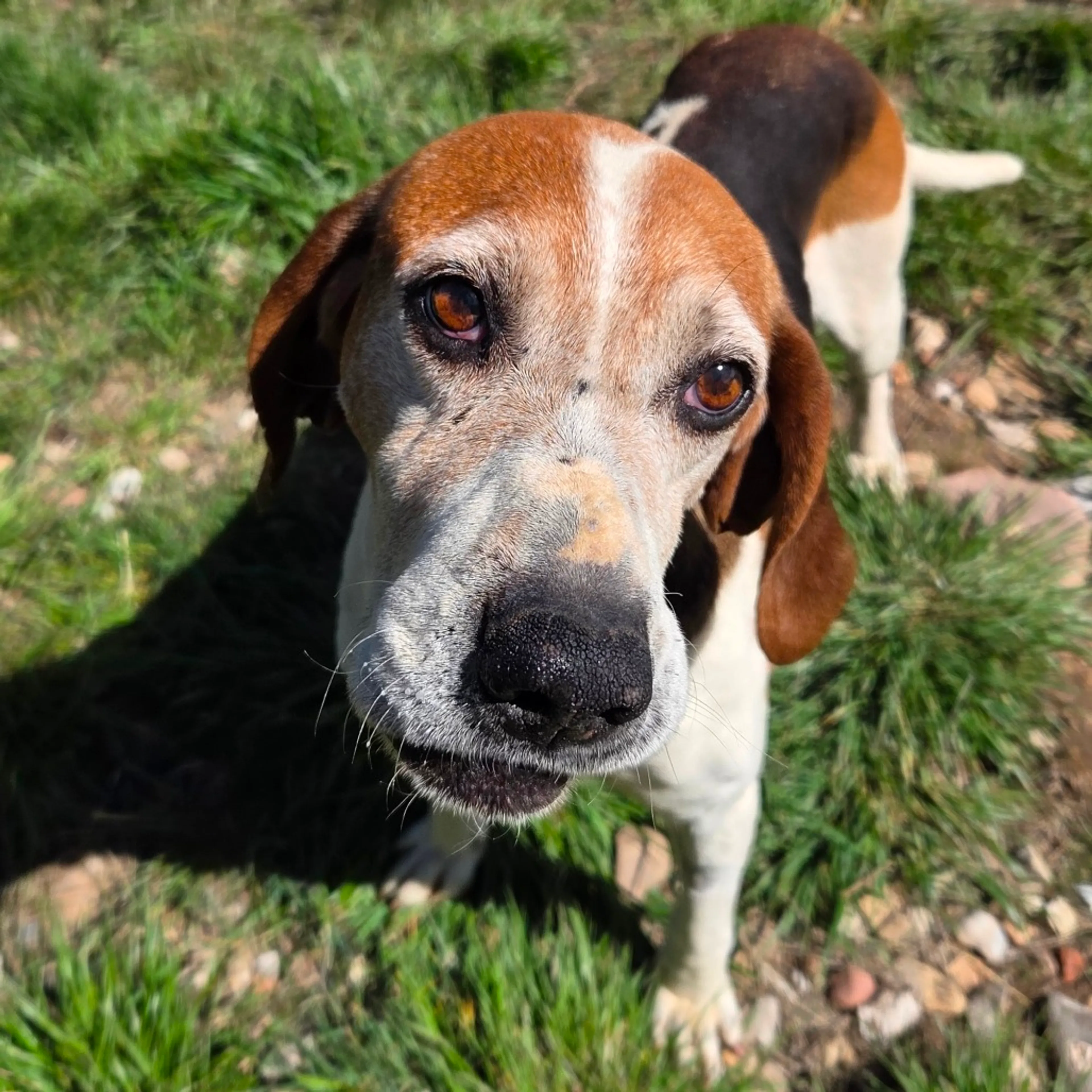 Found pet-4
