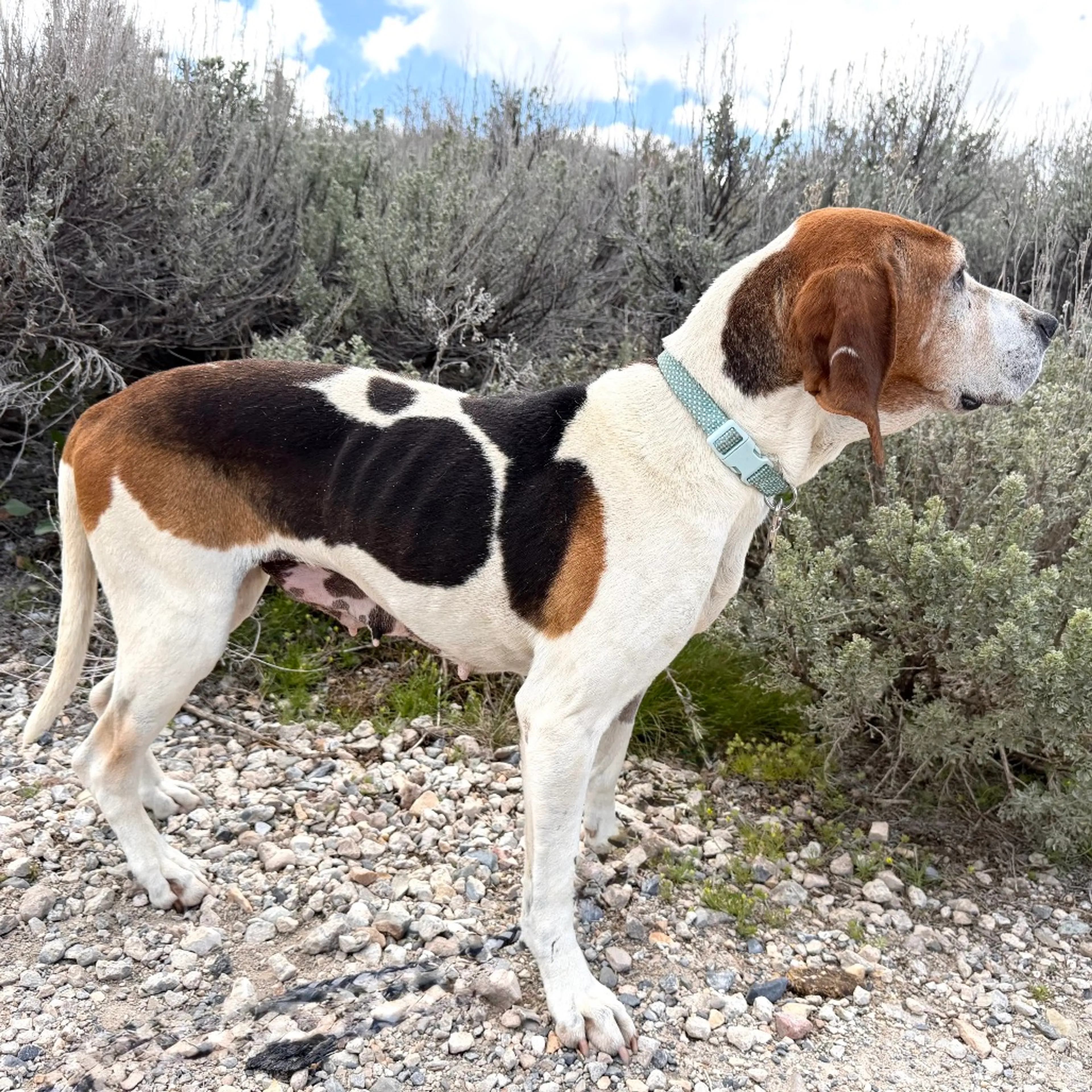 Found pet-11