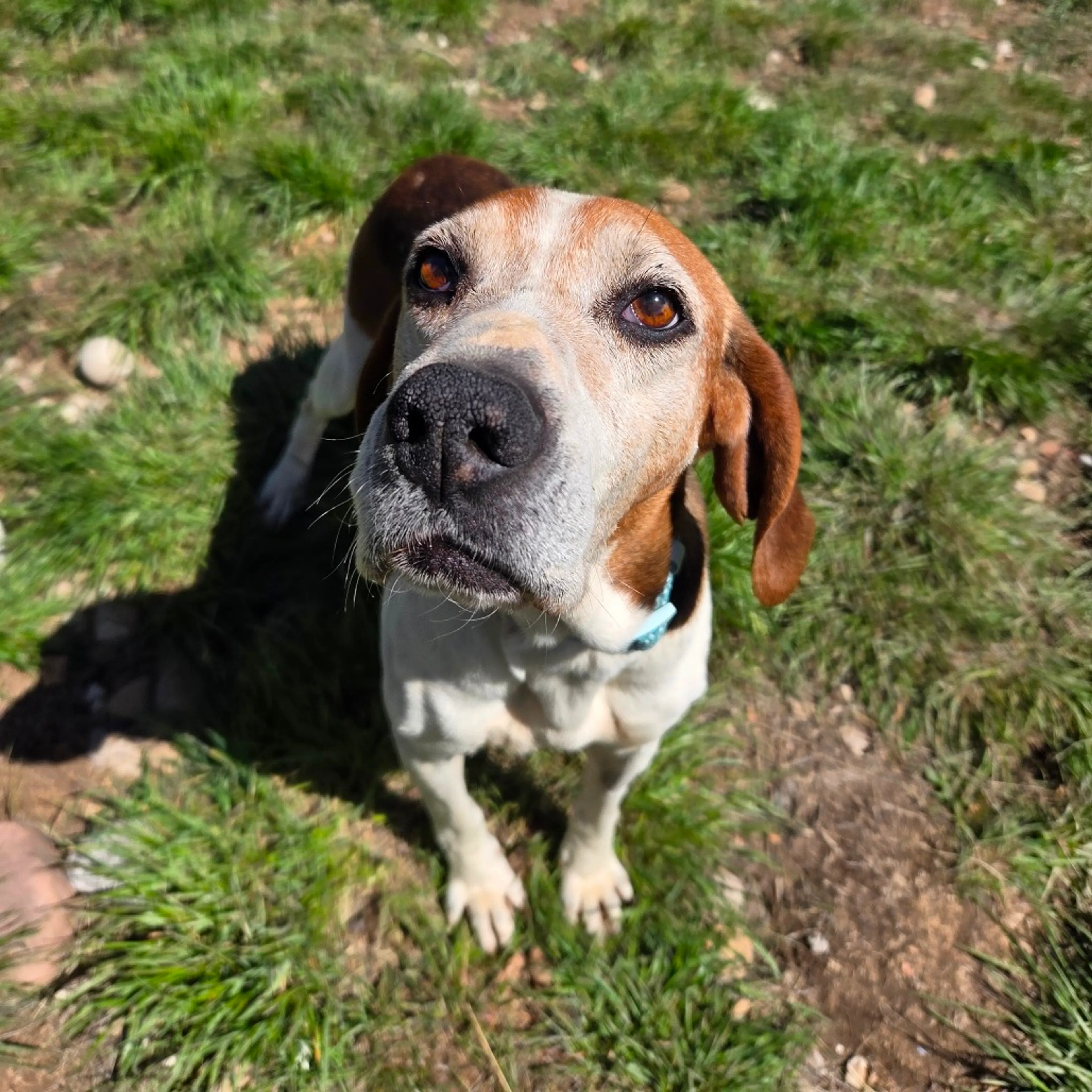 Found pet-2