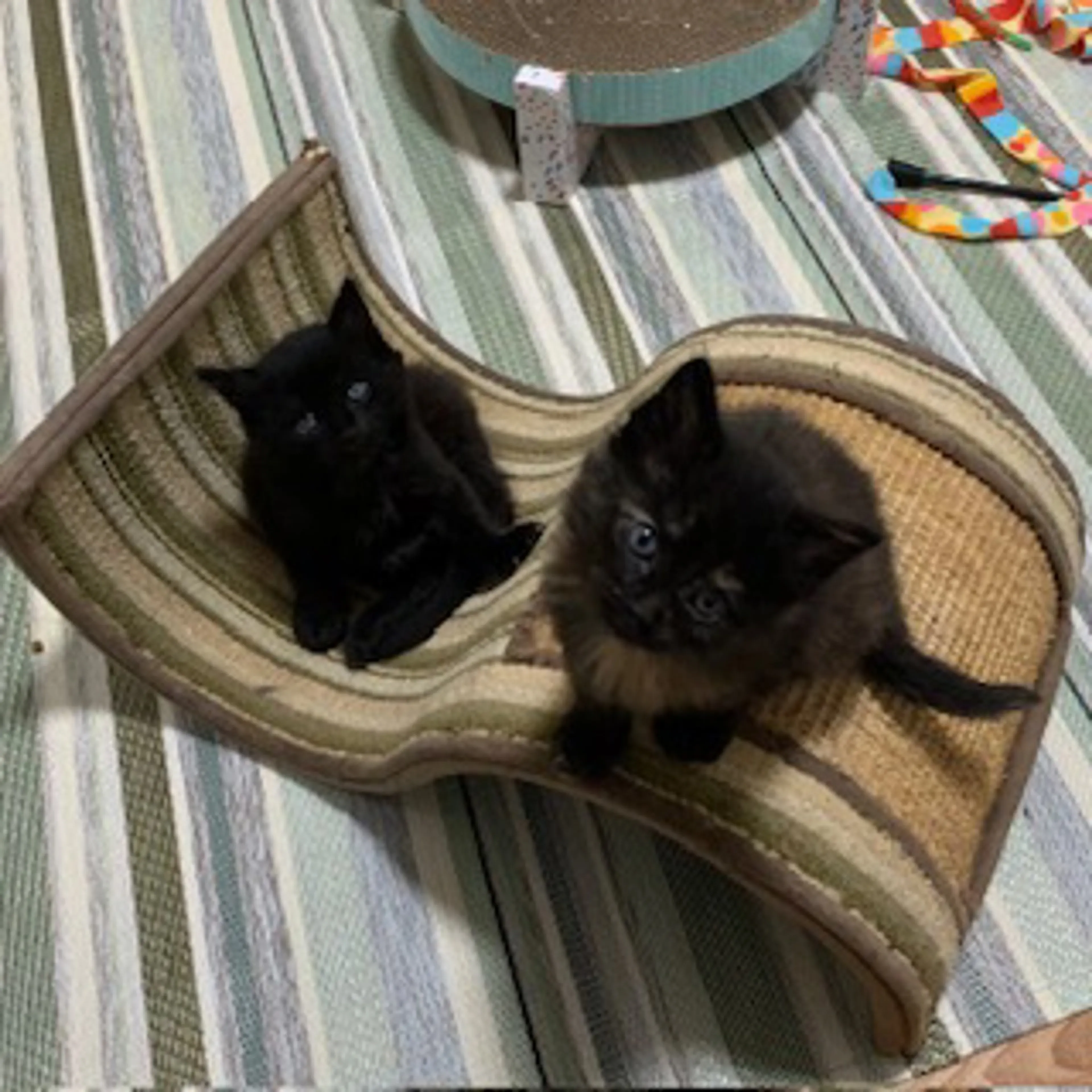 Found pet-1