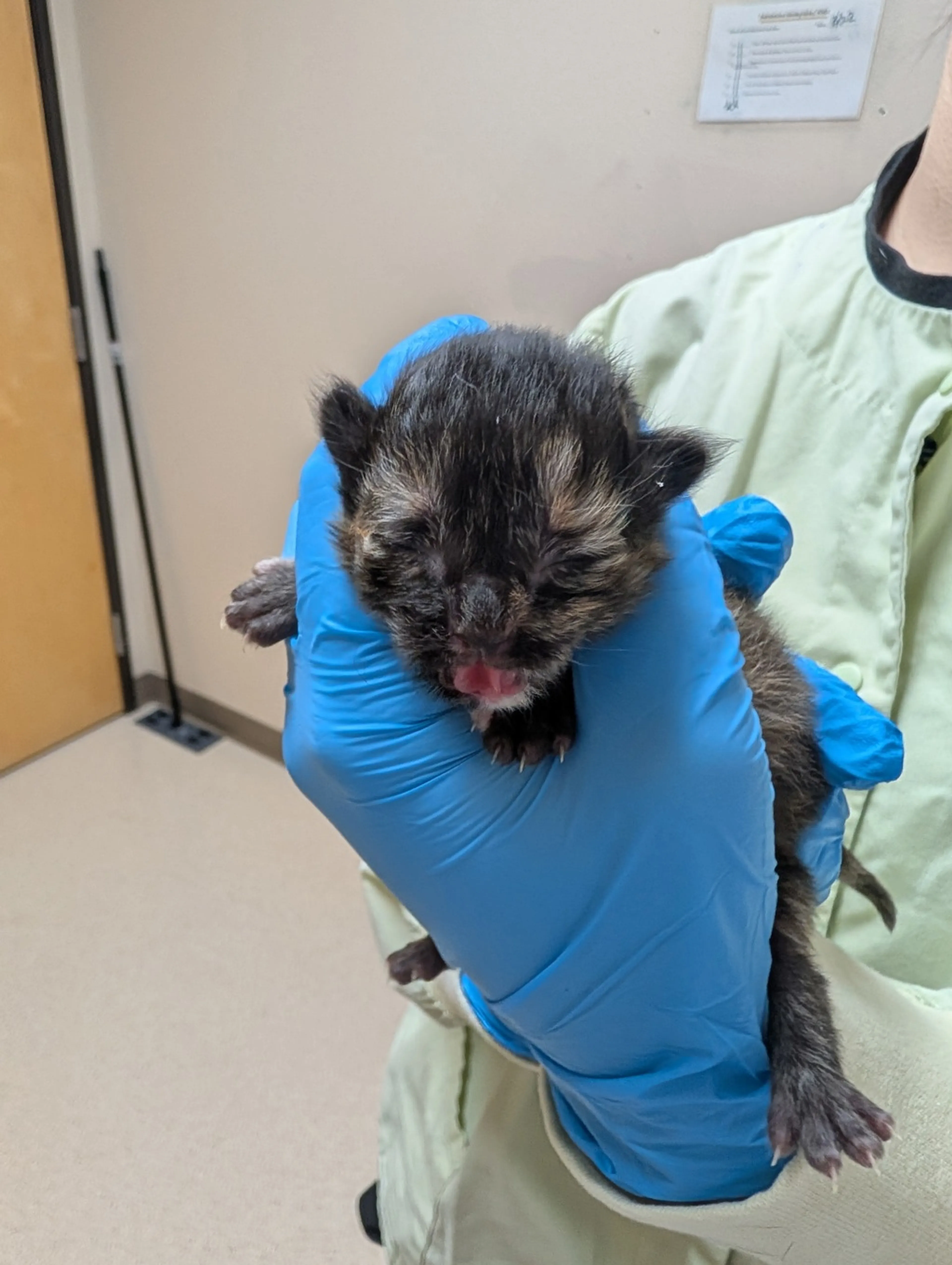 Found pet-3