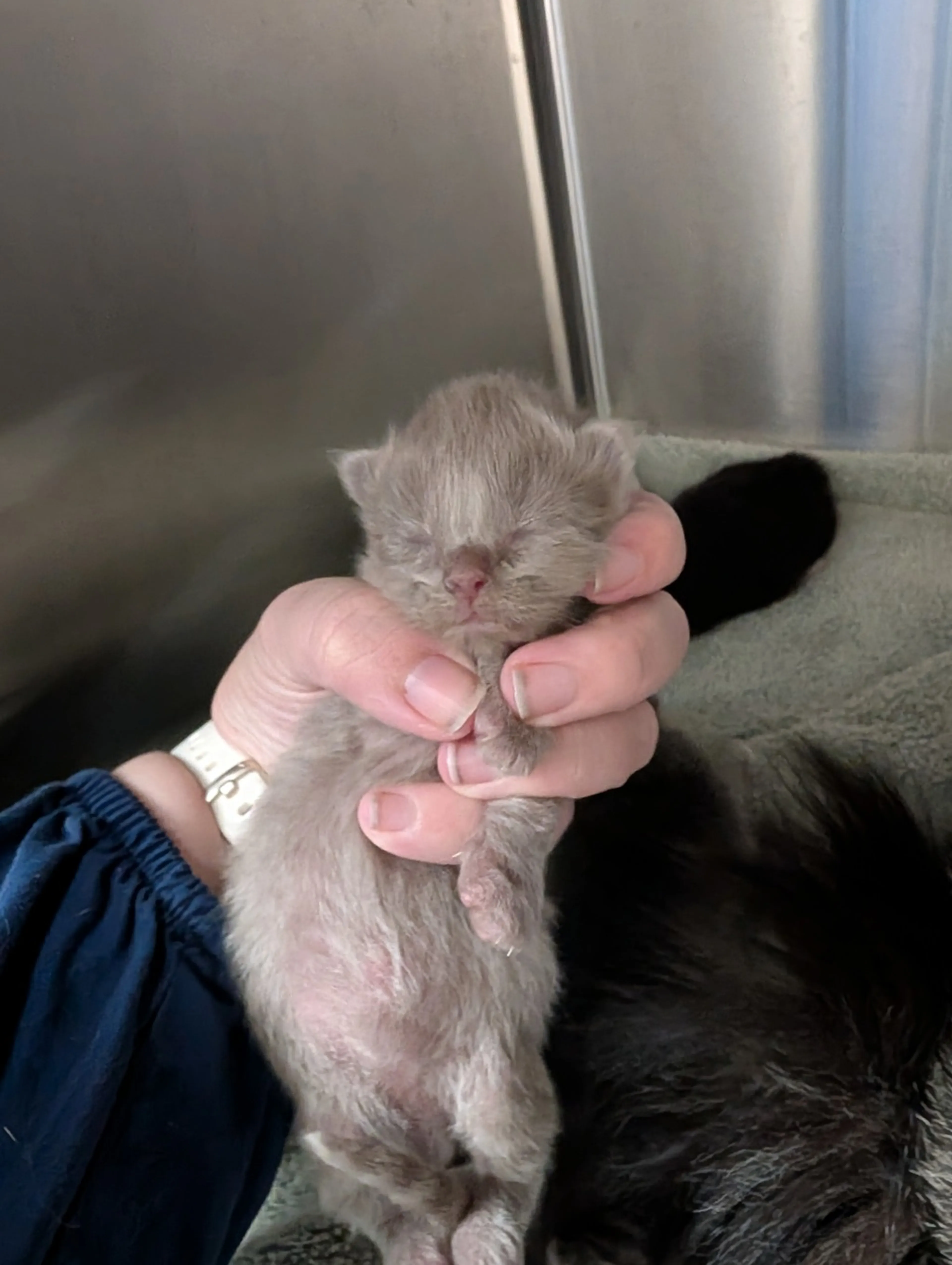 Found pet-4