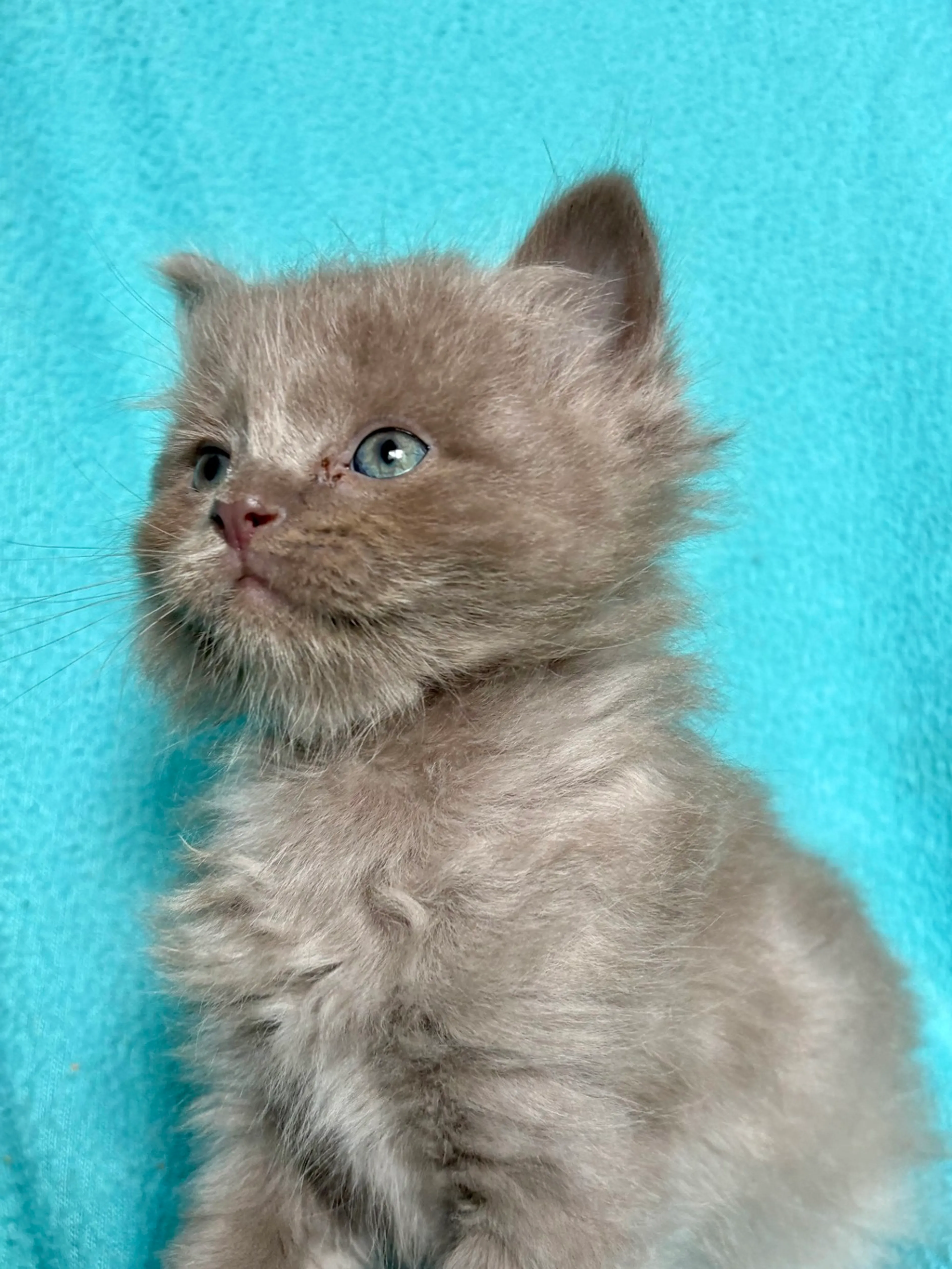 Found pet-3