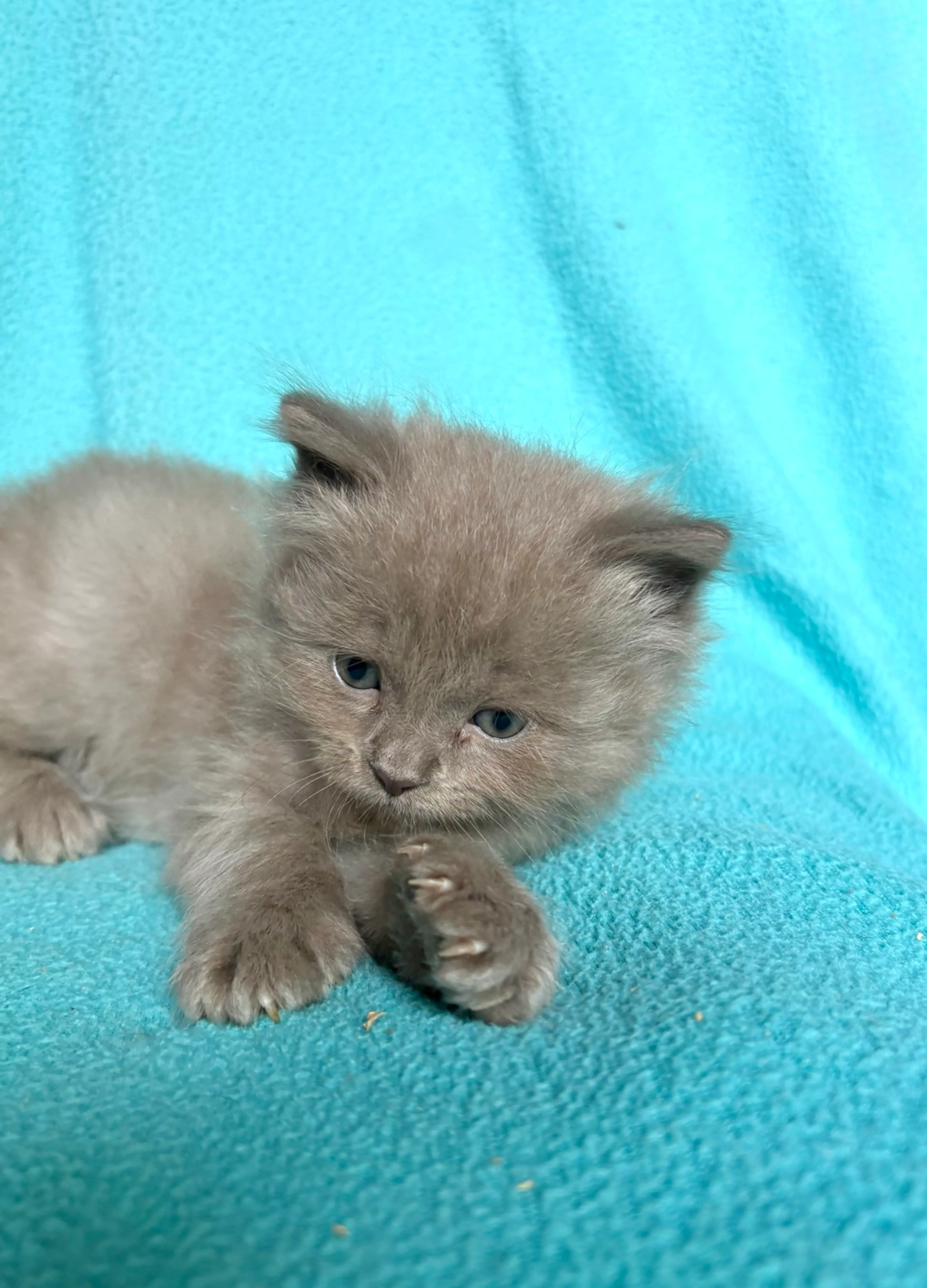 Found pet-2