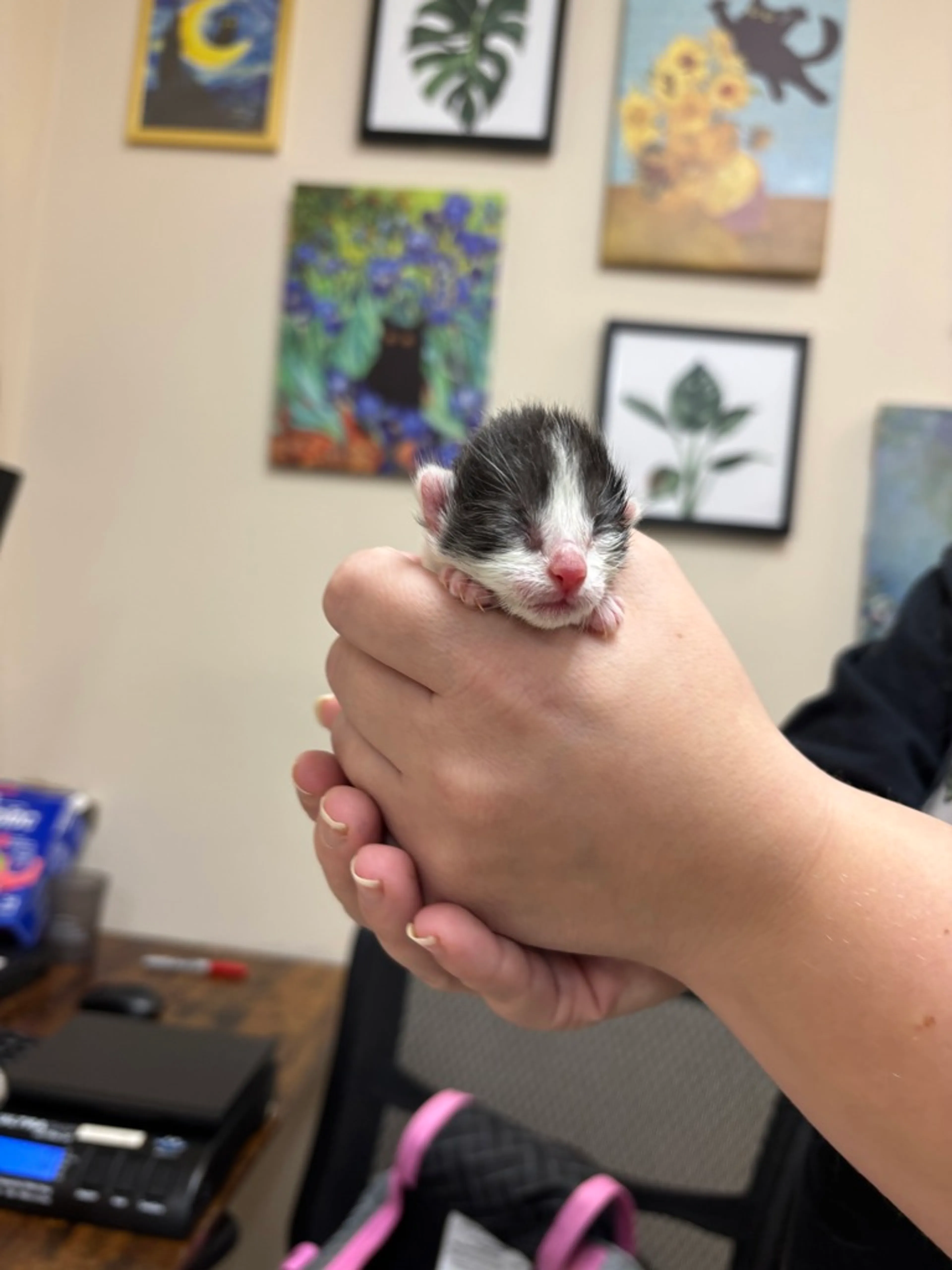 Found pet