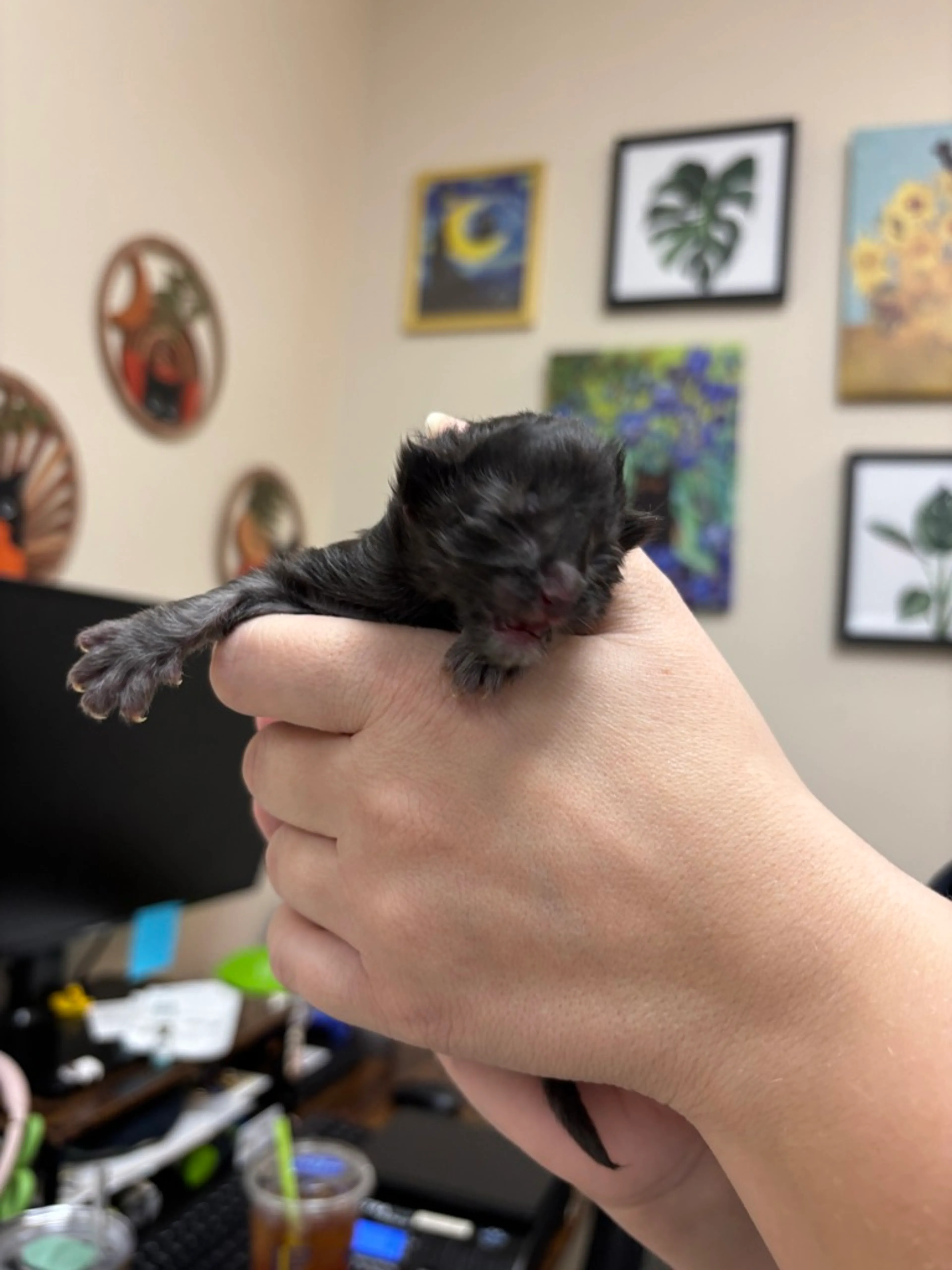 Found pet