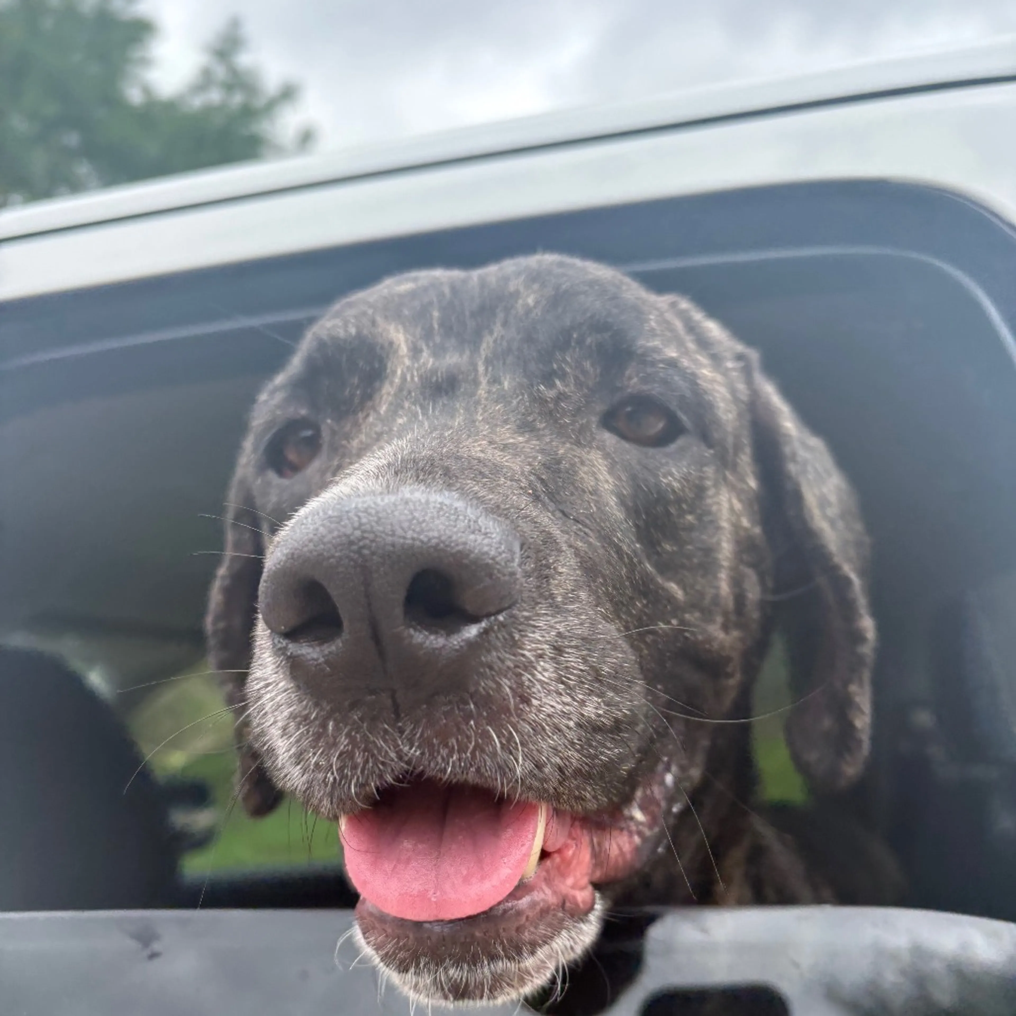 Found pet-1