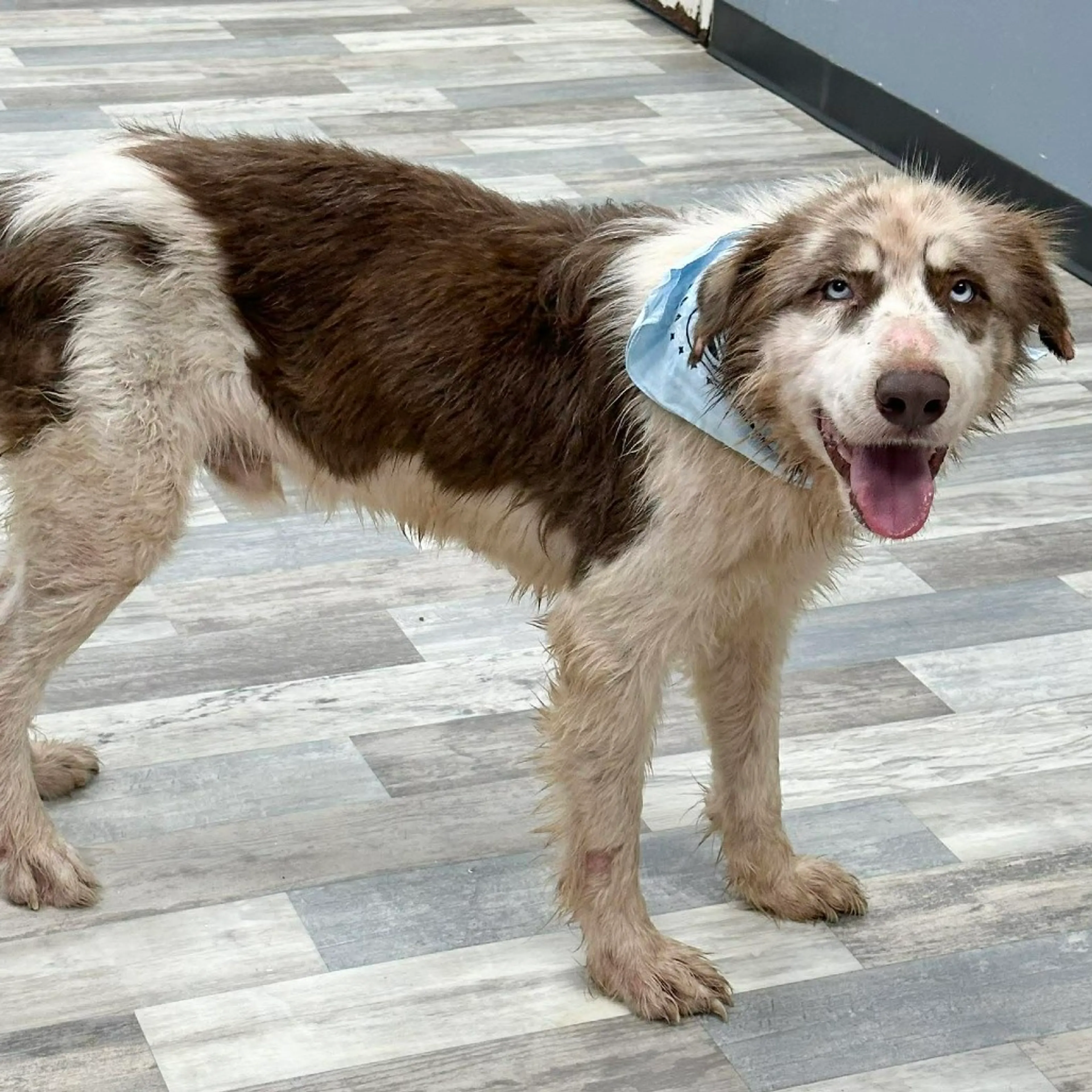 Found pet-1
