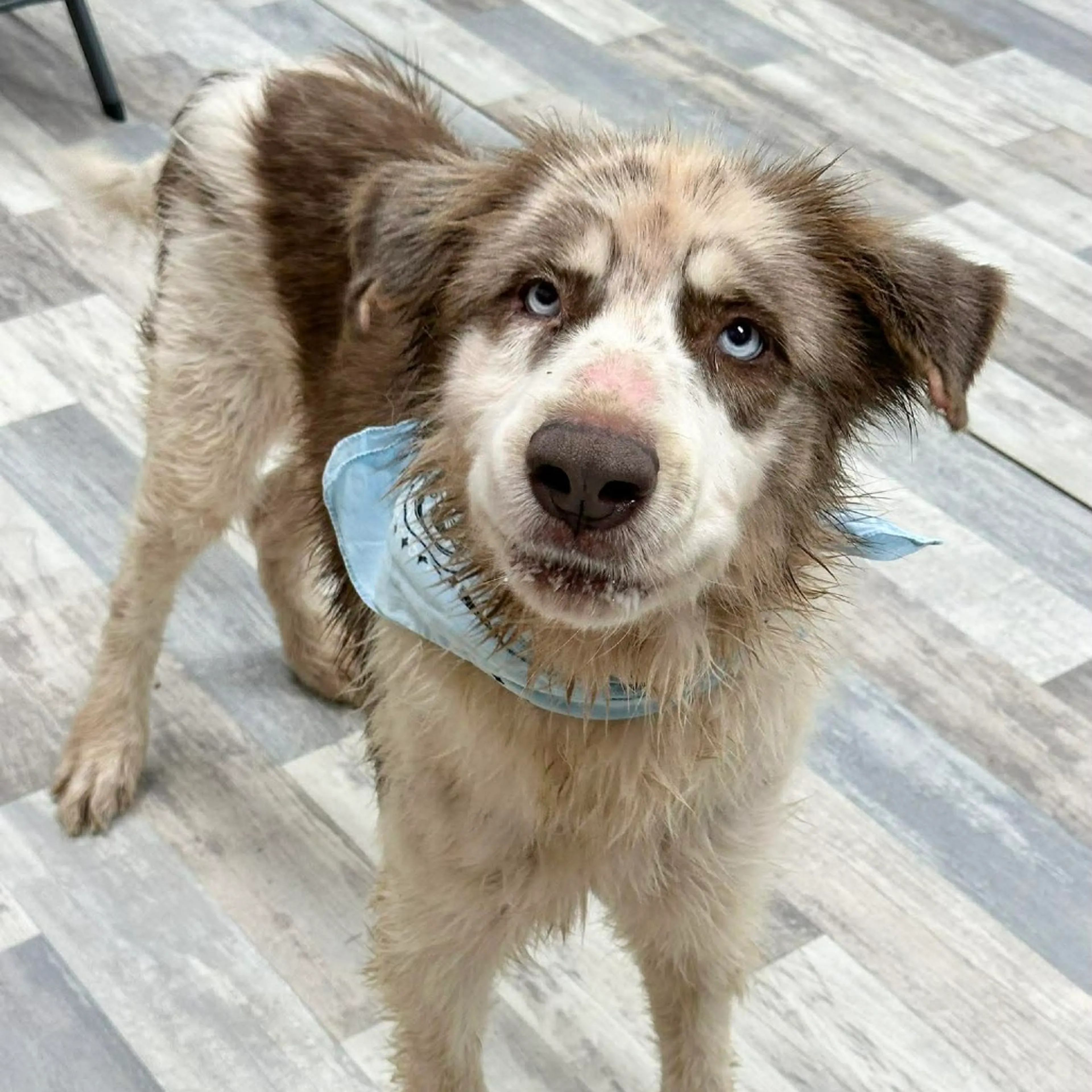 Found pet-0