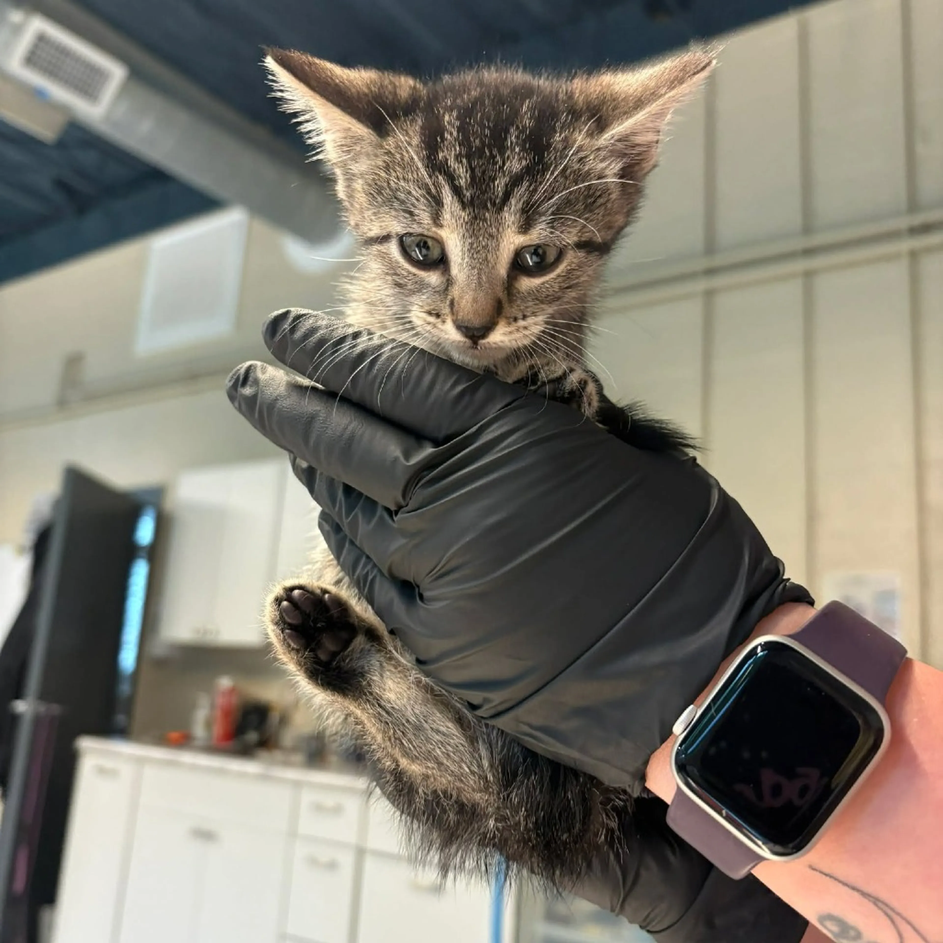 Found pet