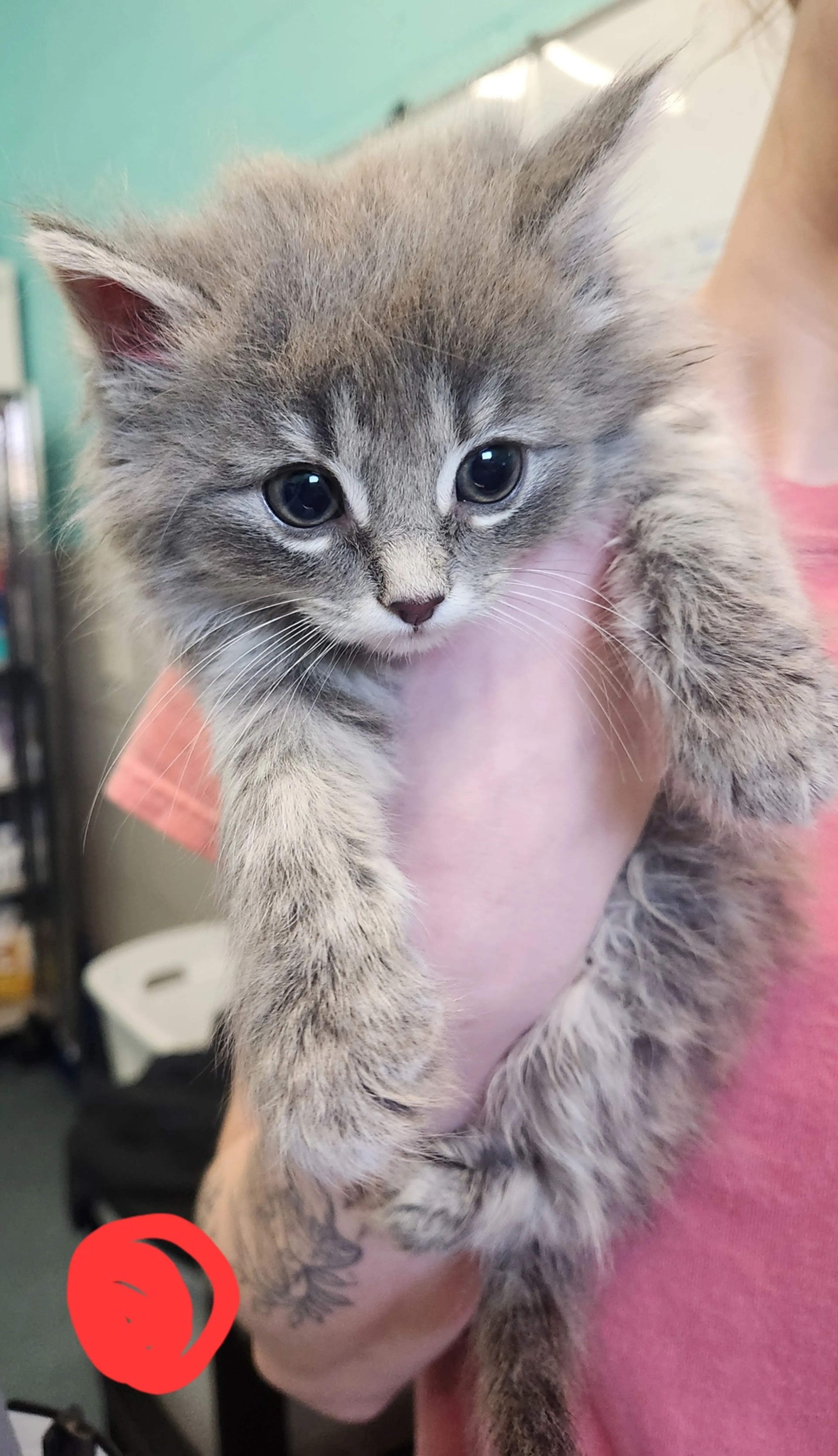 Found pet