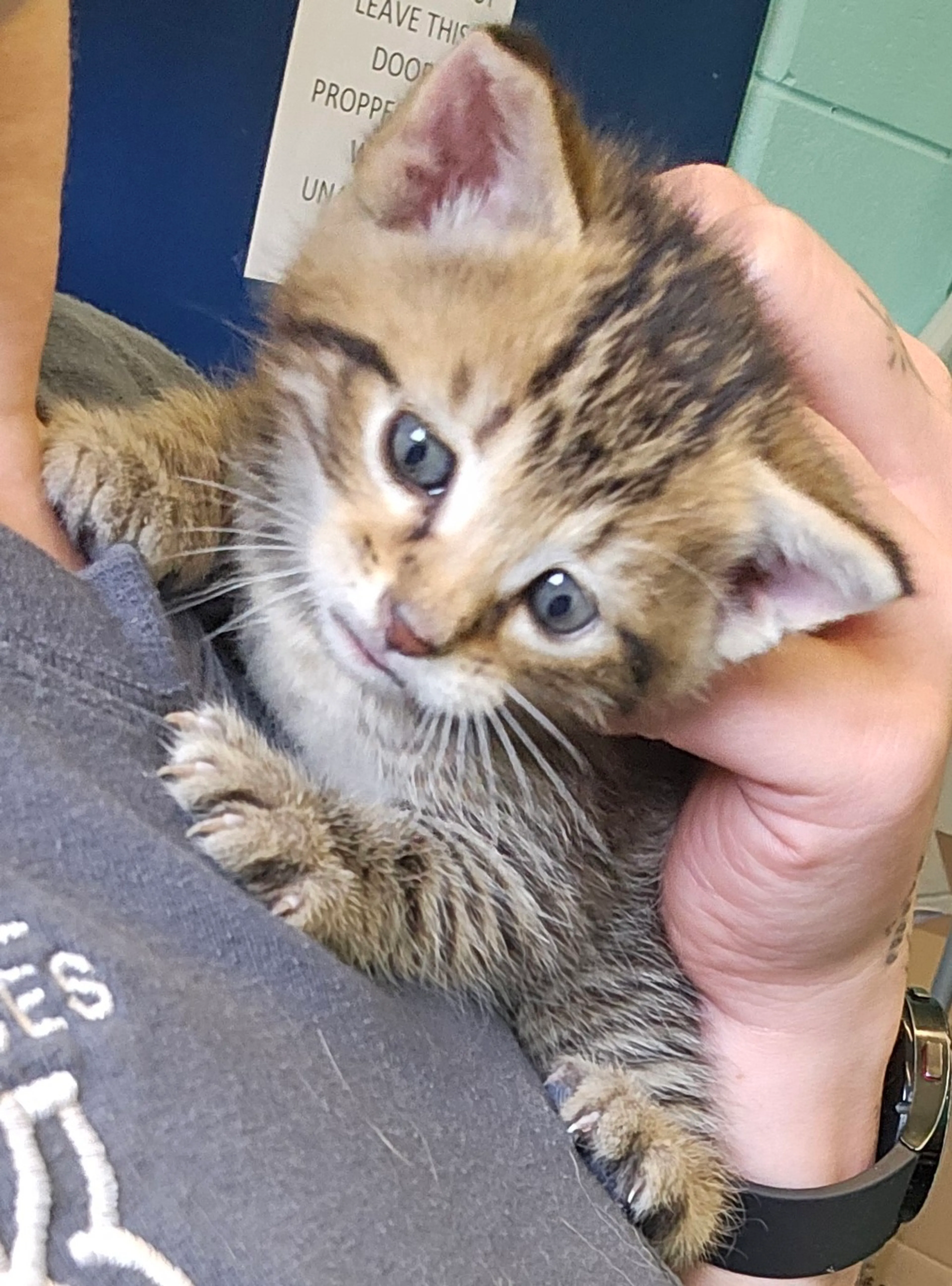 Found pet