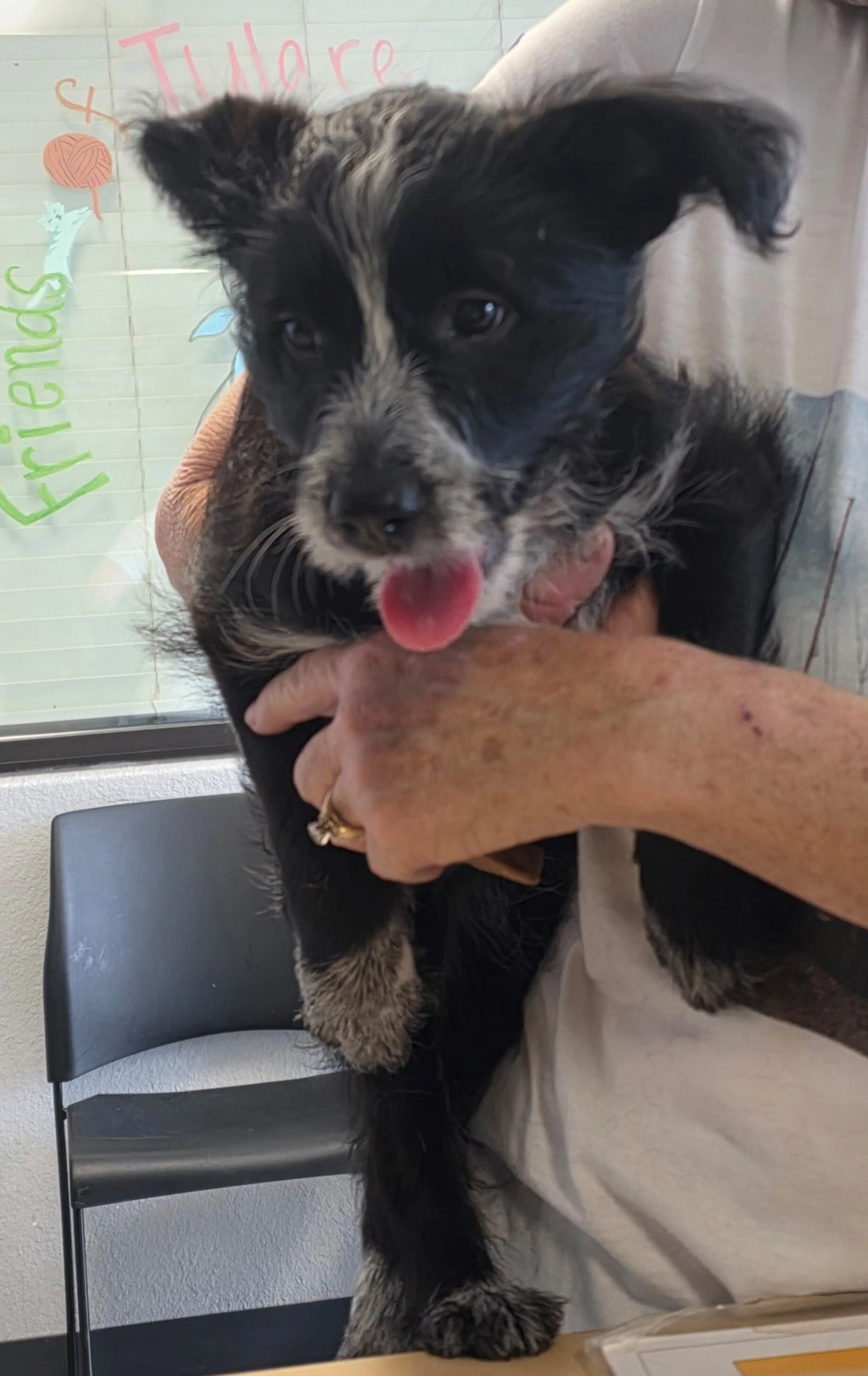 Found pet