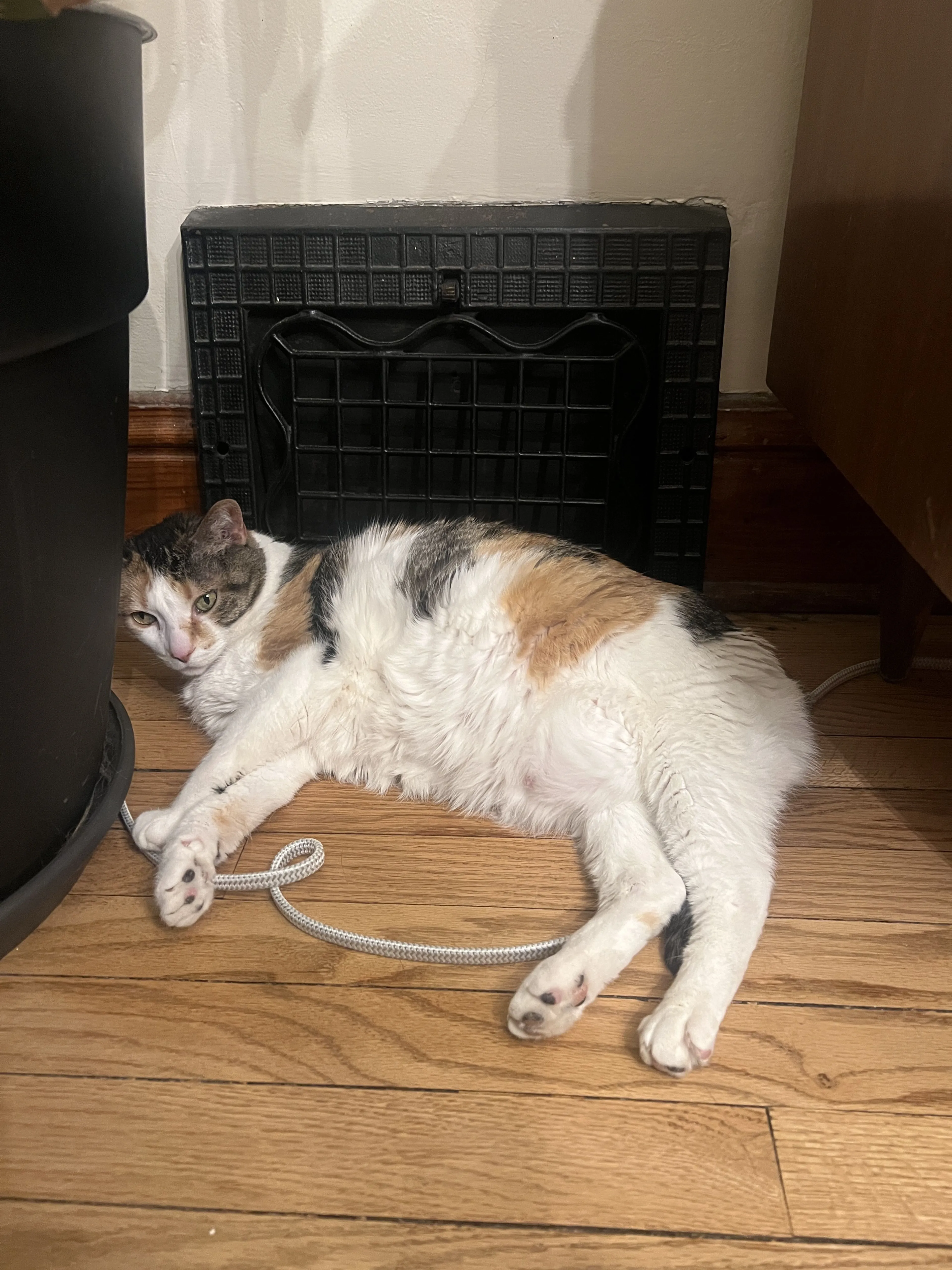 Lost pet-1
