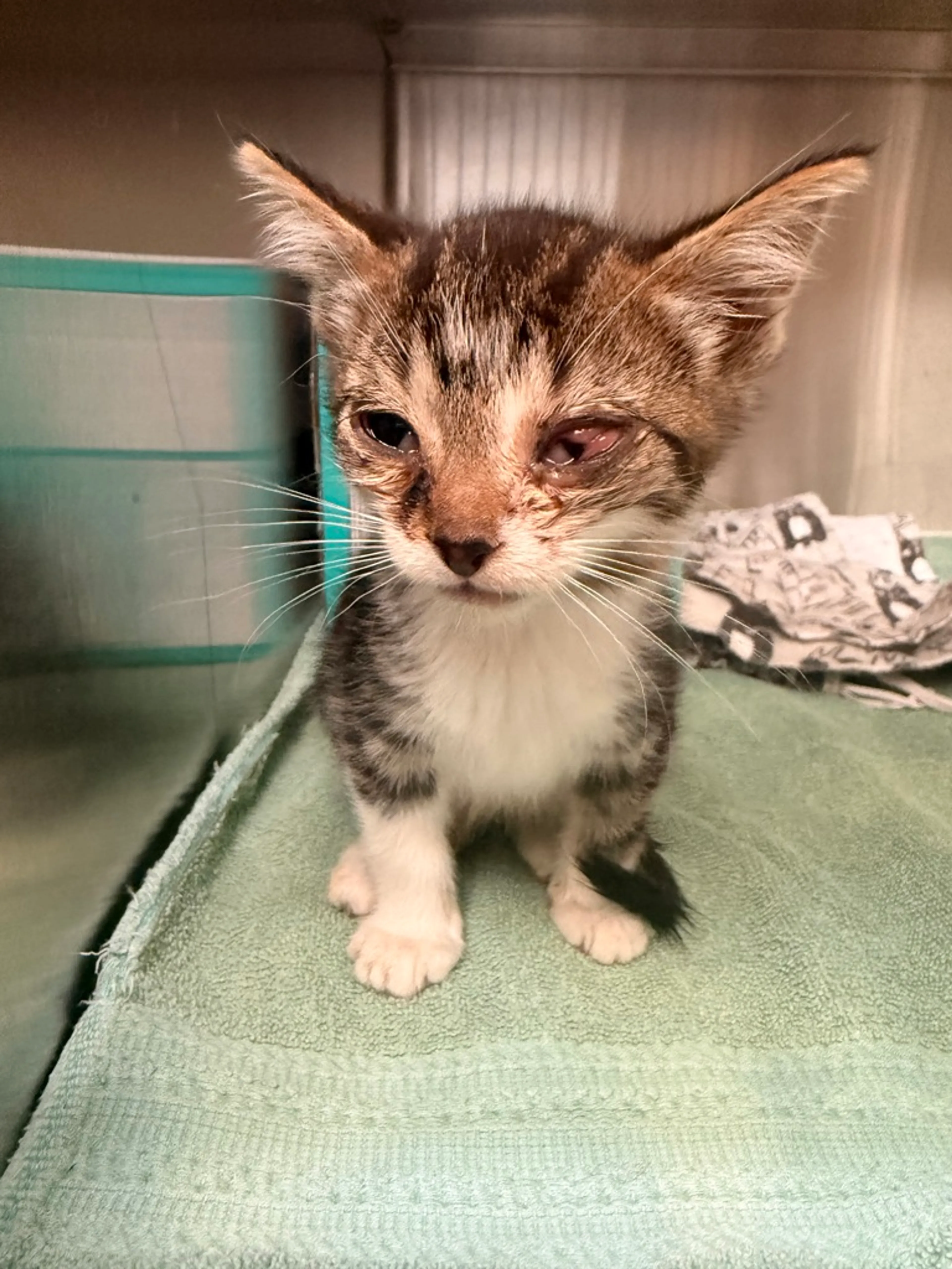 Found pet-1