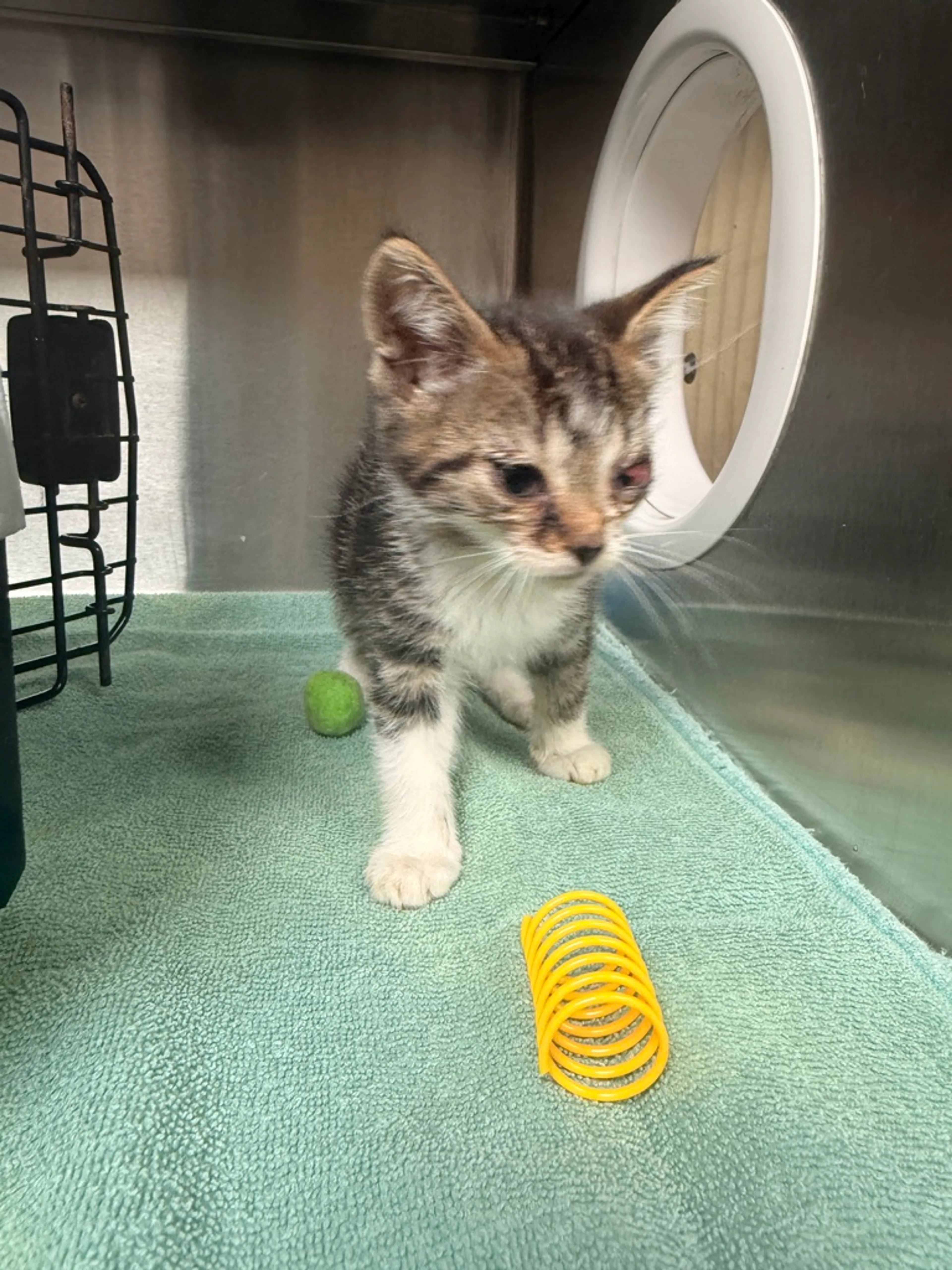 Found pet-2