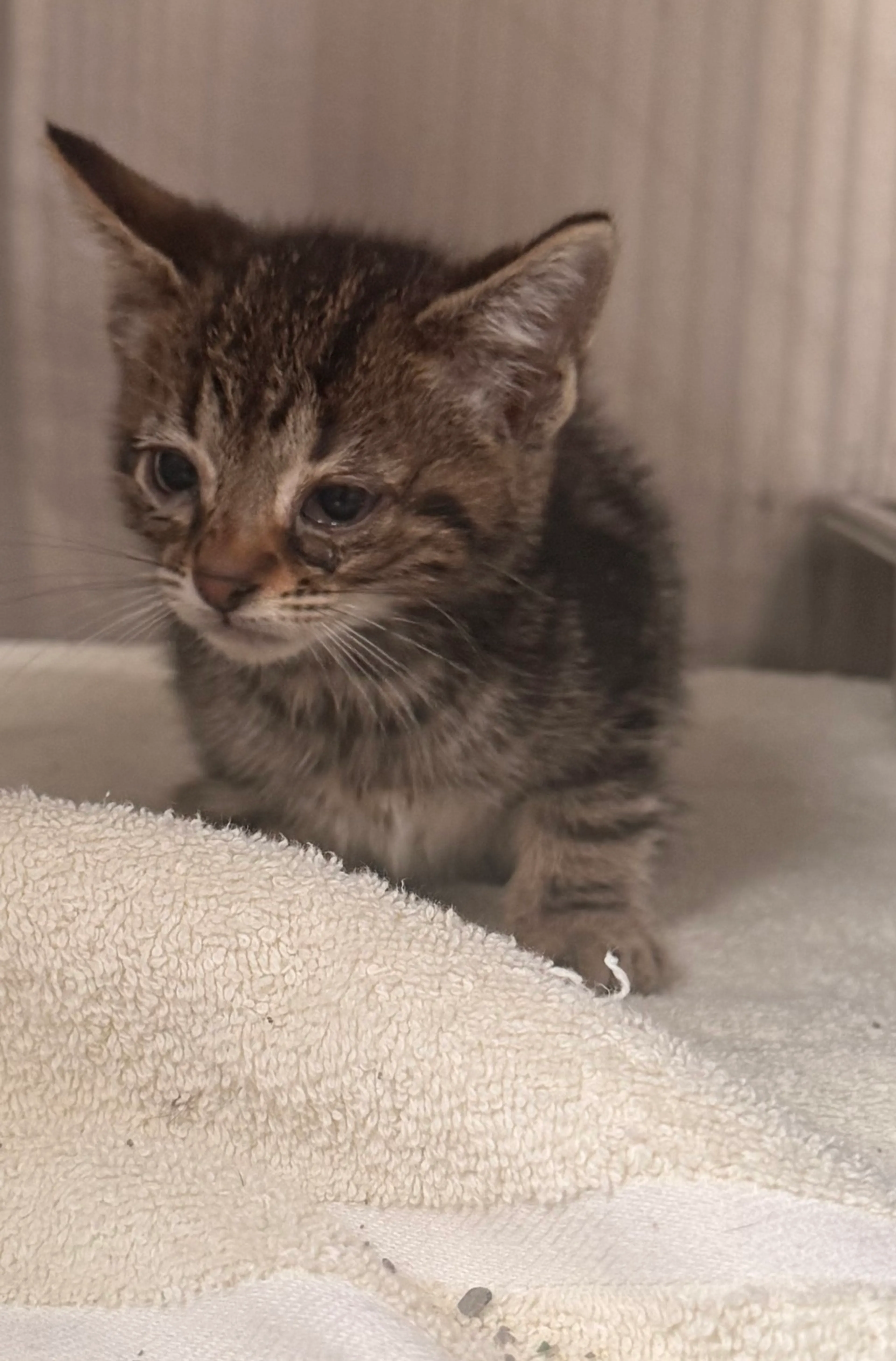 Found pet-1