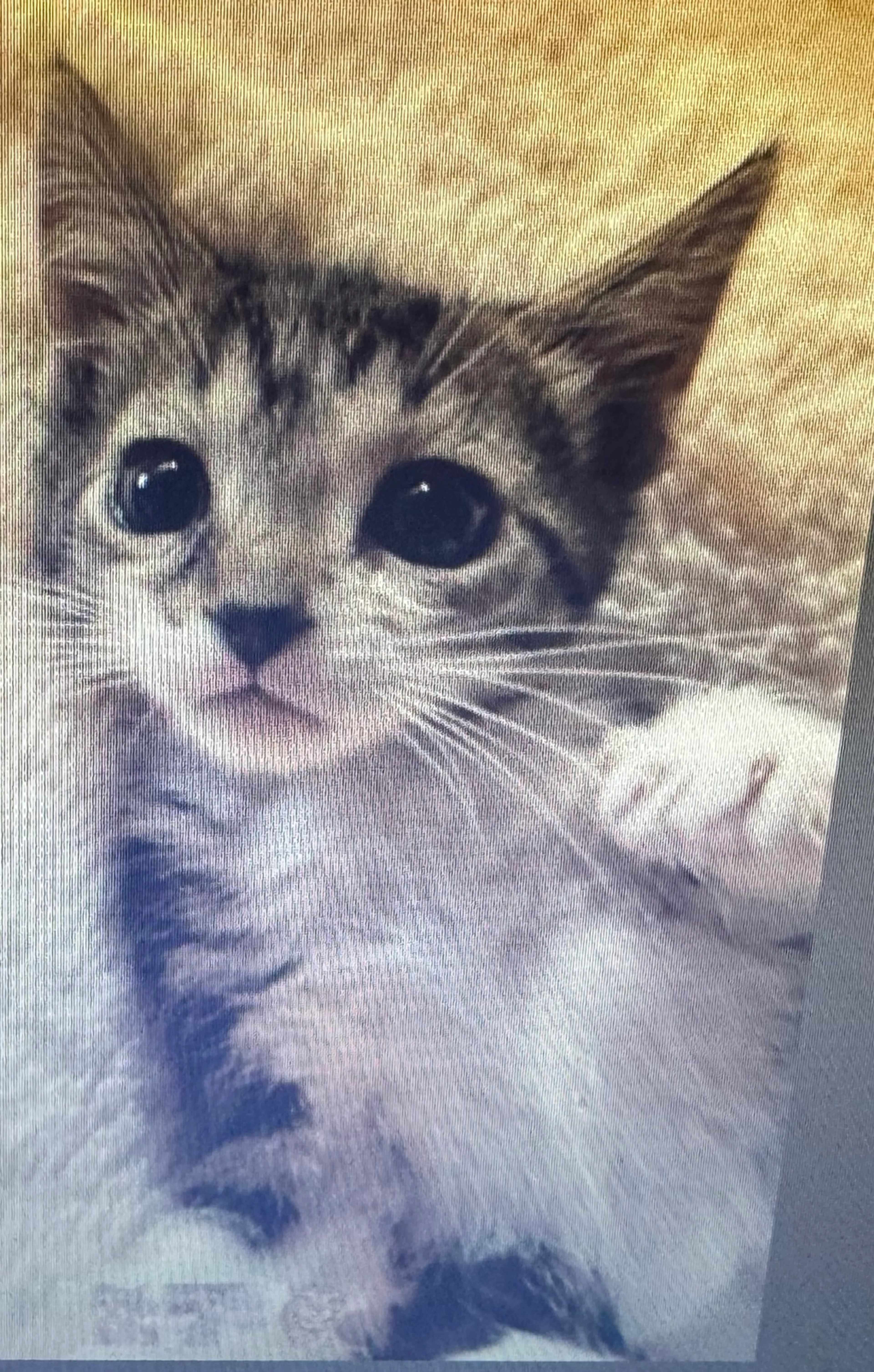 Found pet-0