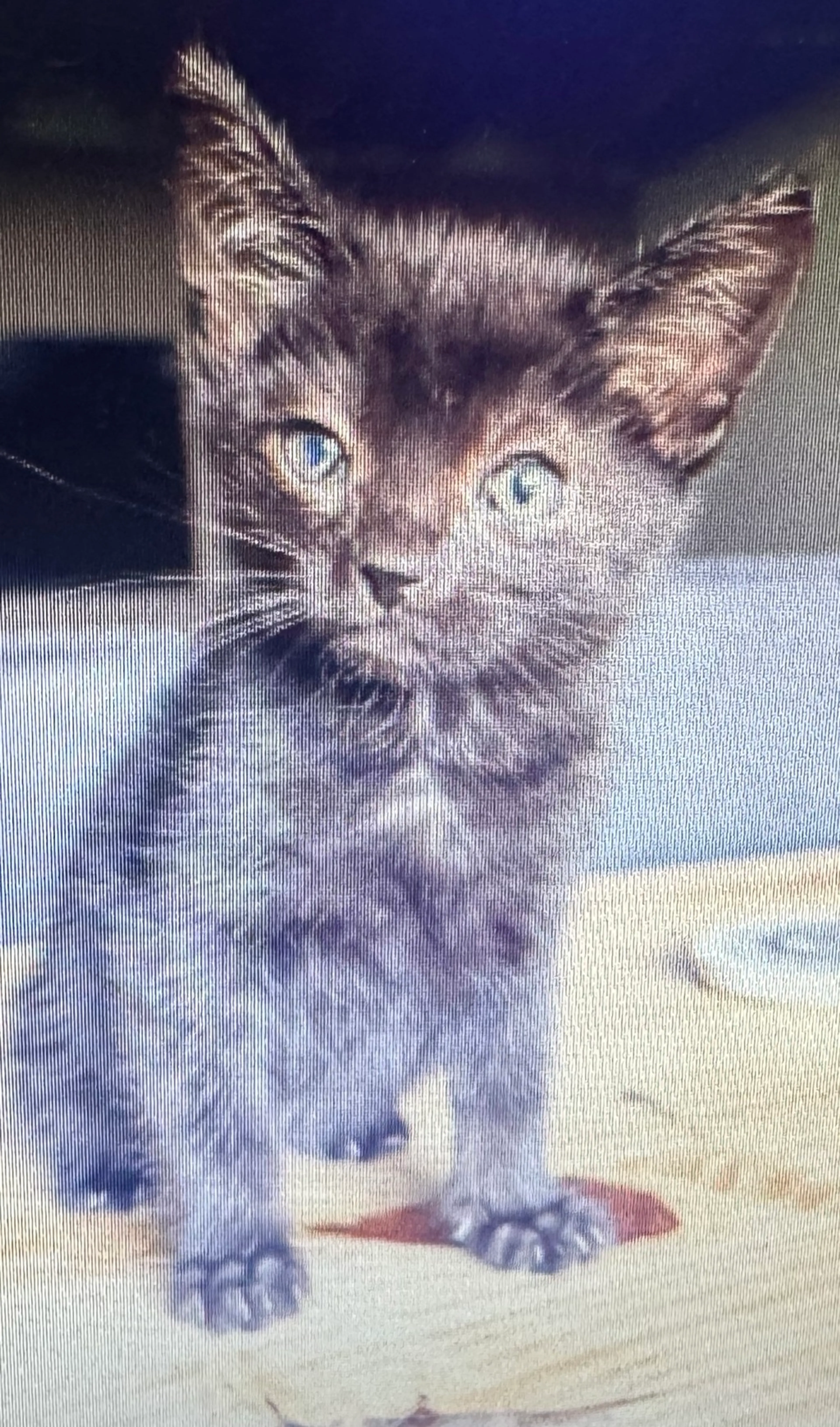 Found pet-0