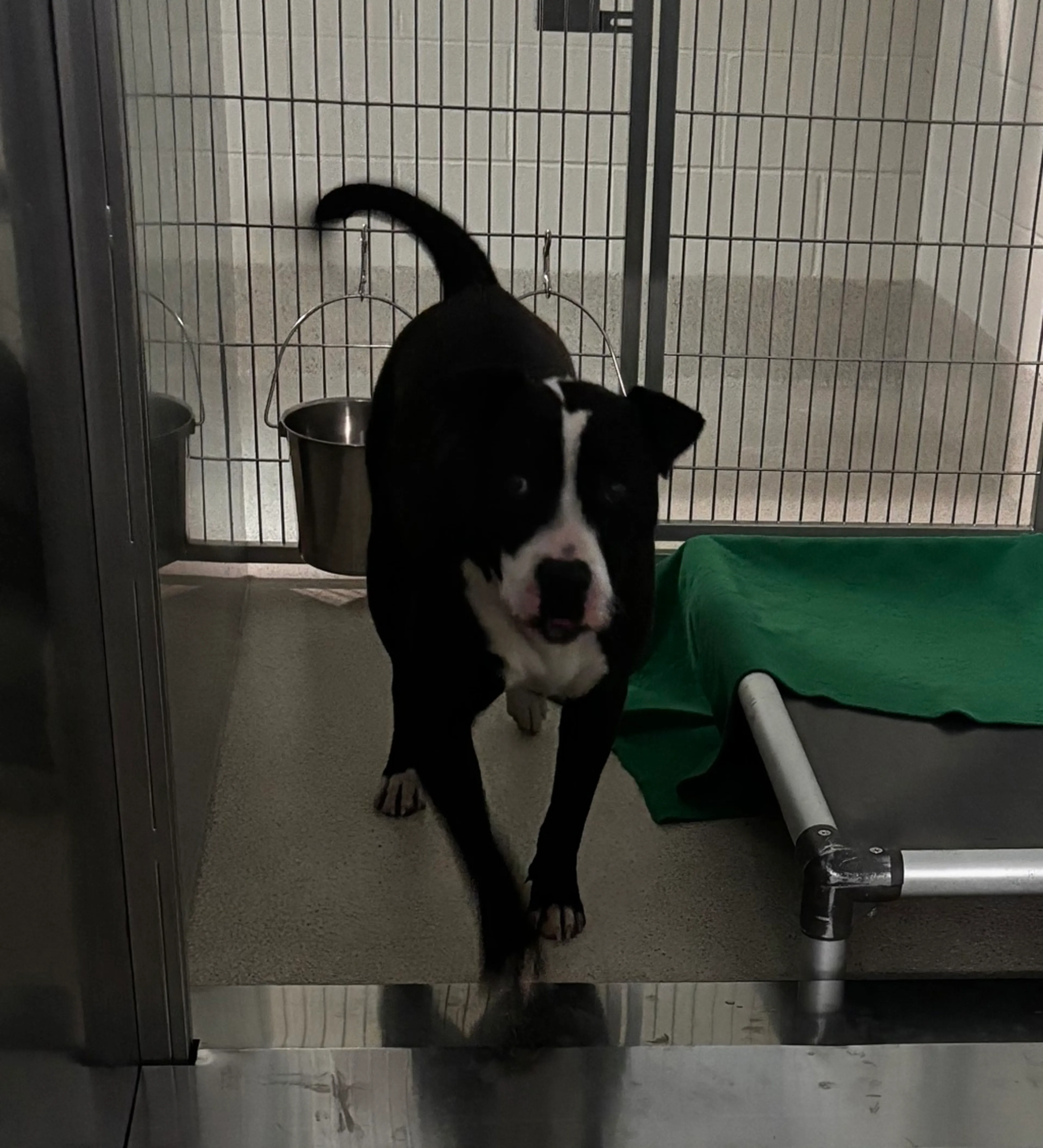 Found pet-1