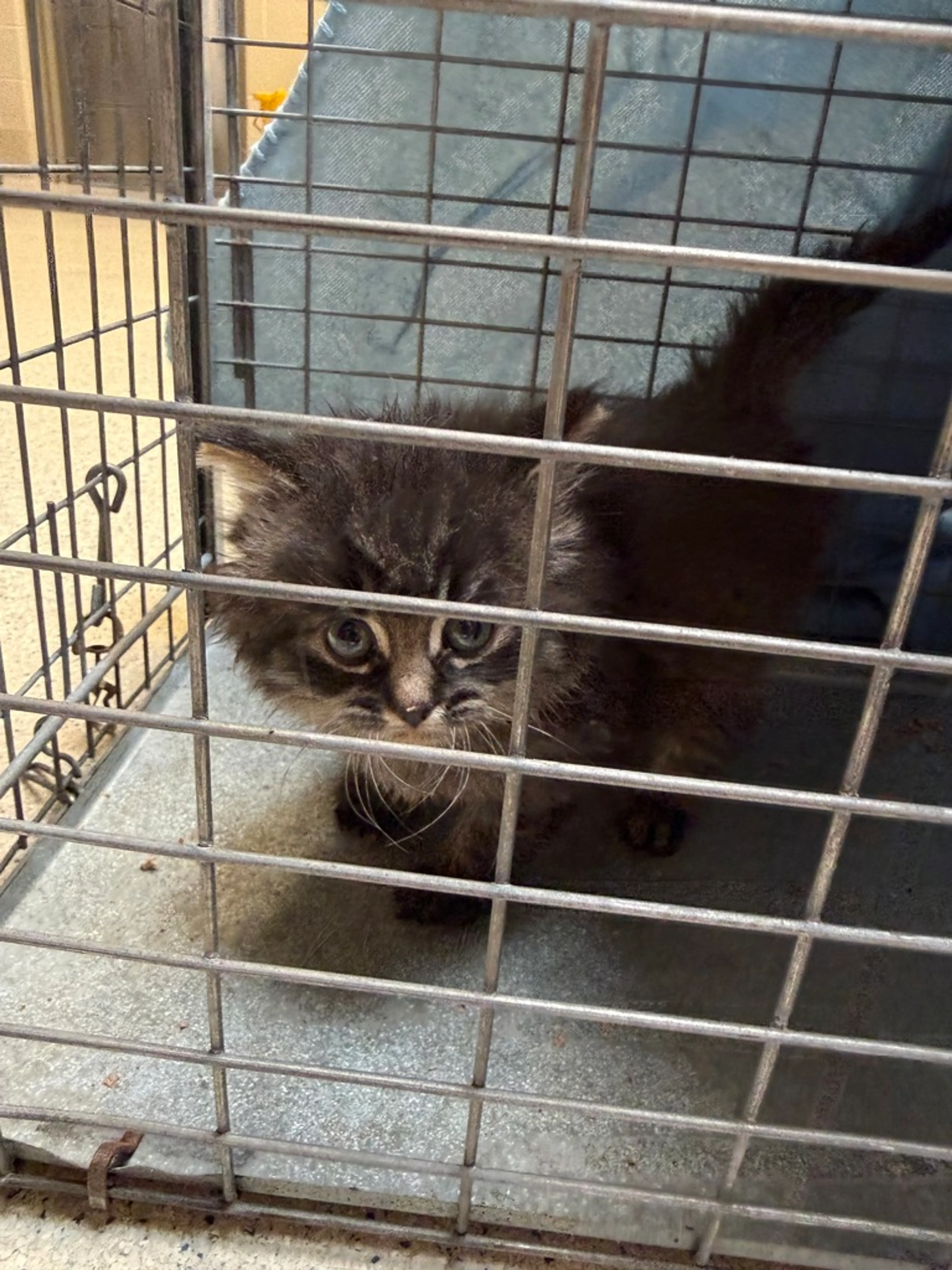 Found pet