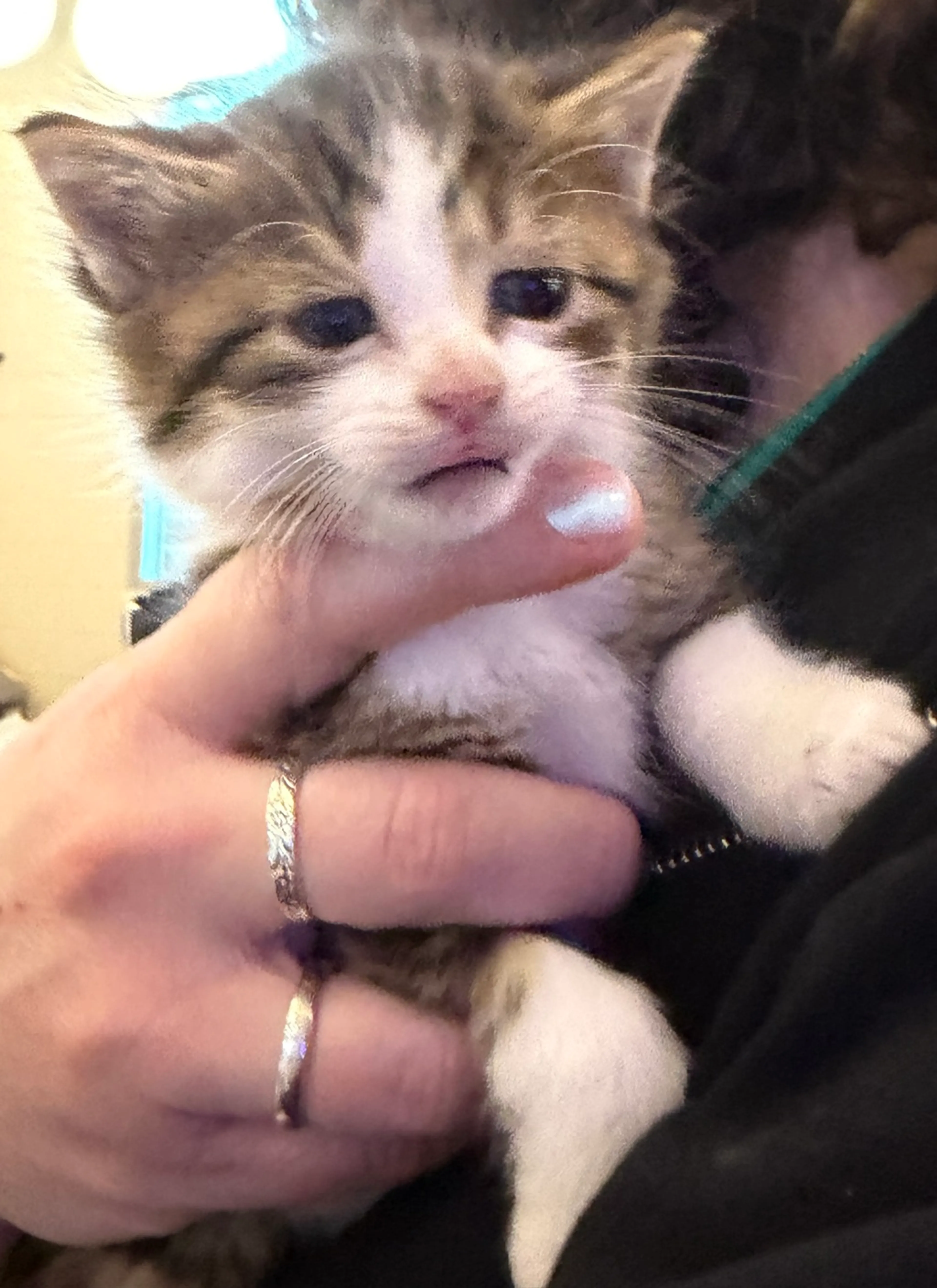 Found pet