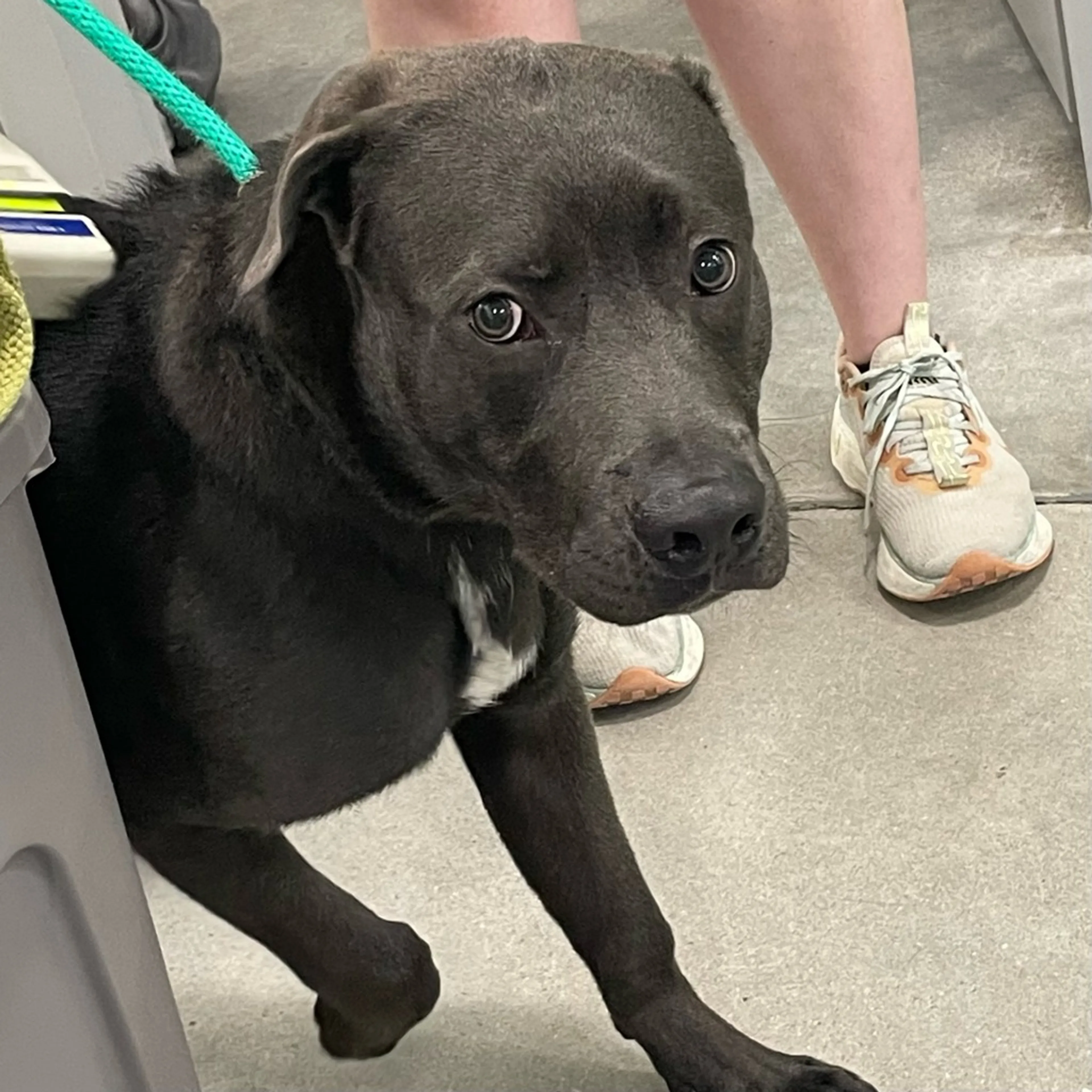Found pet