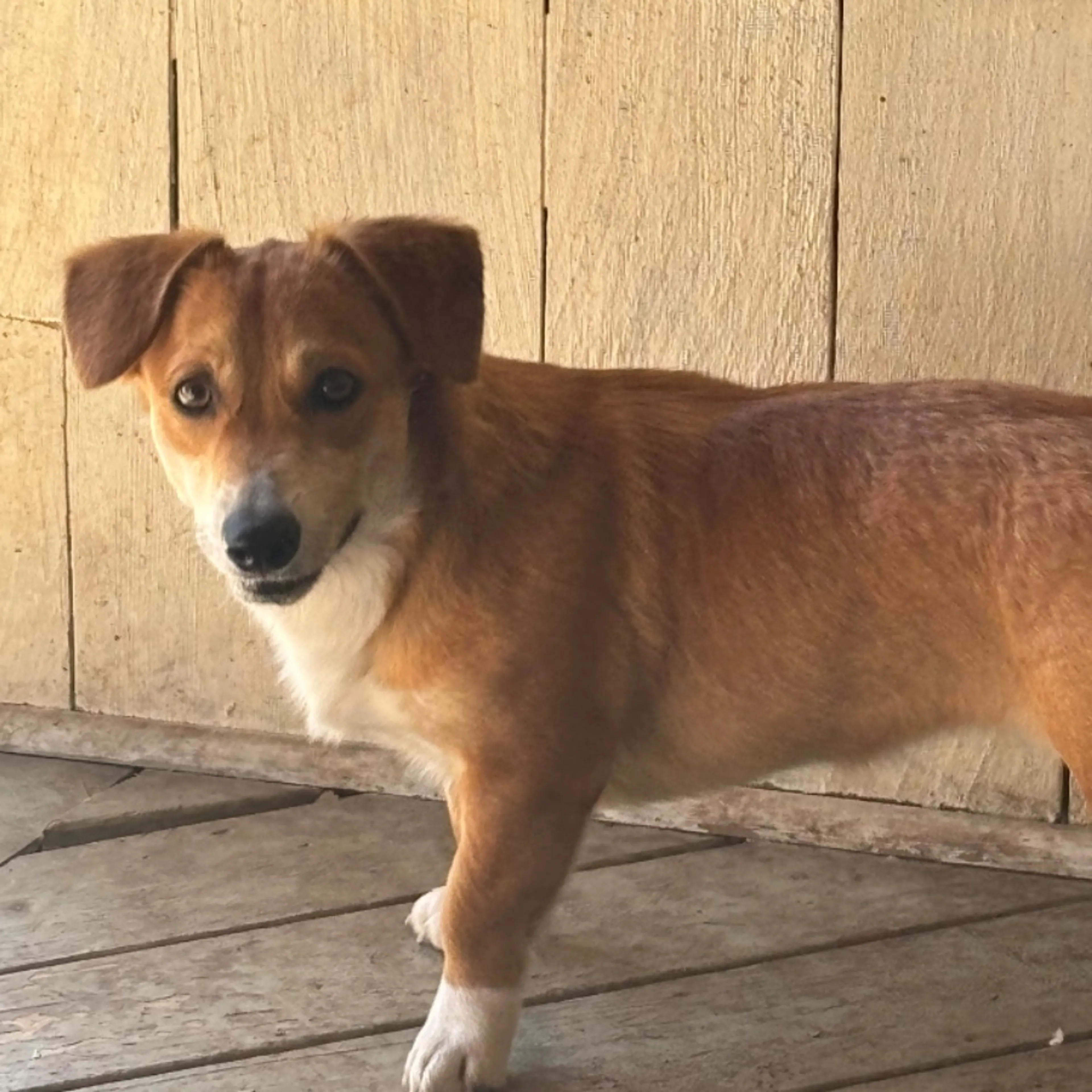 Found pet