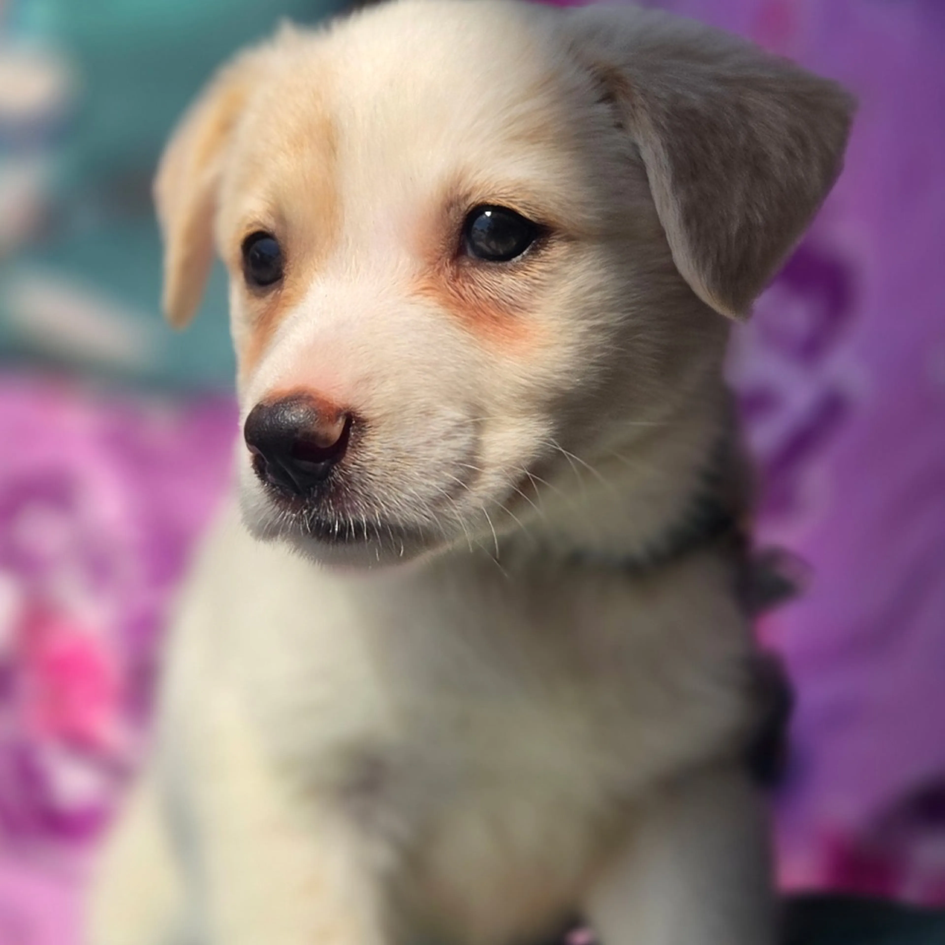 Found pet-4