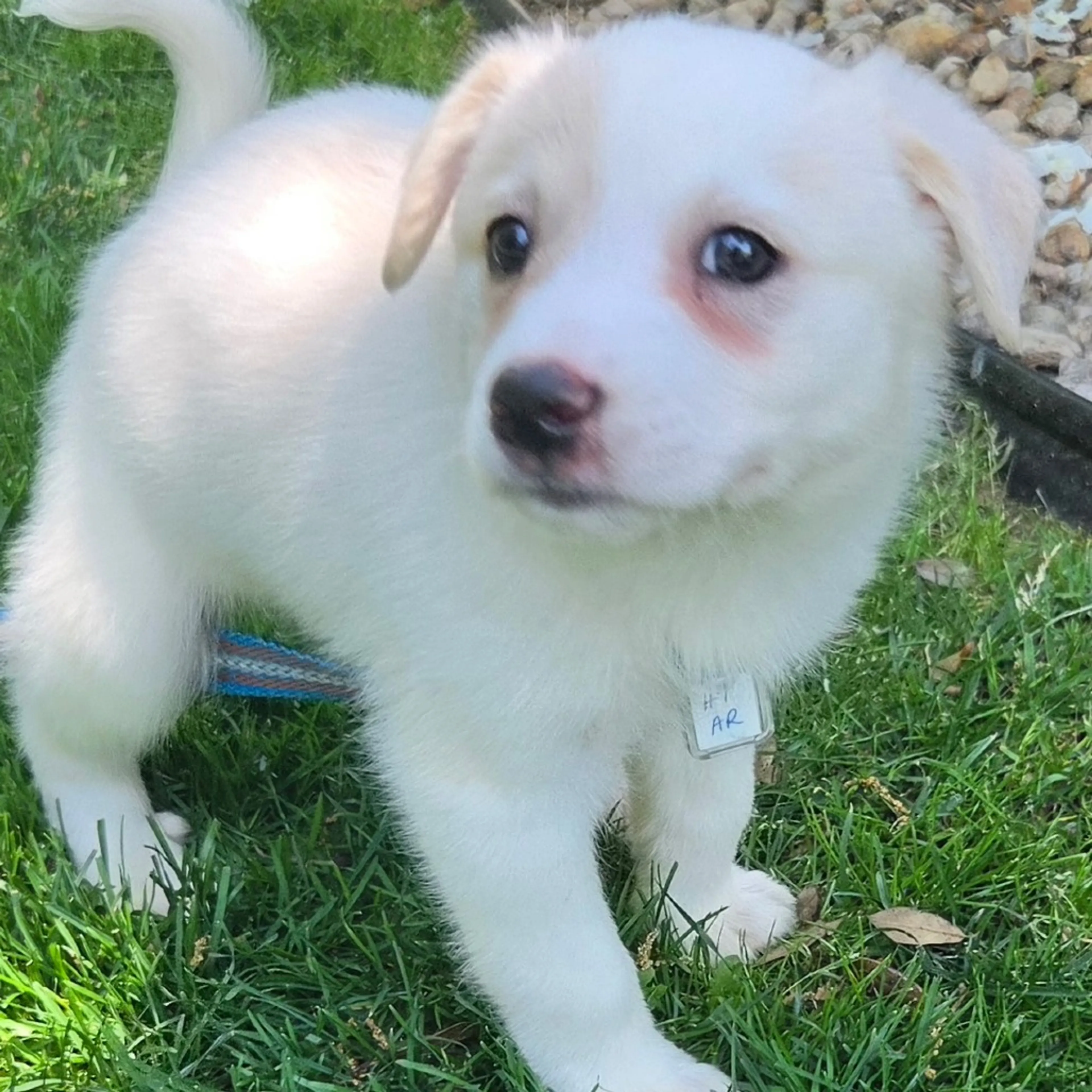 Found pet-3