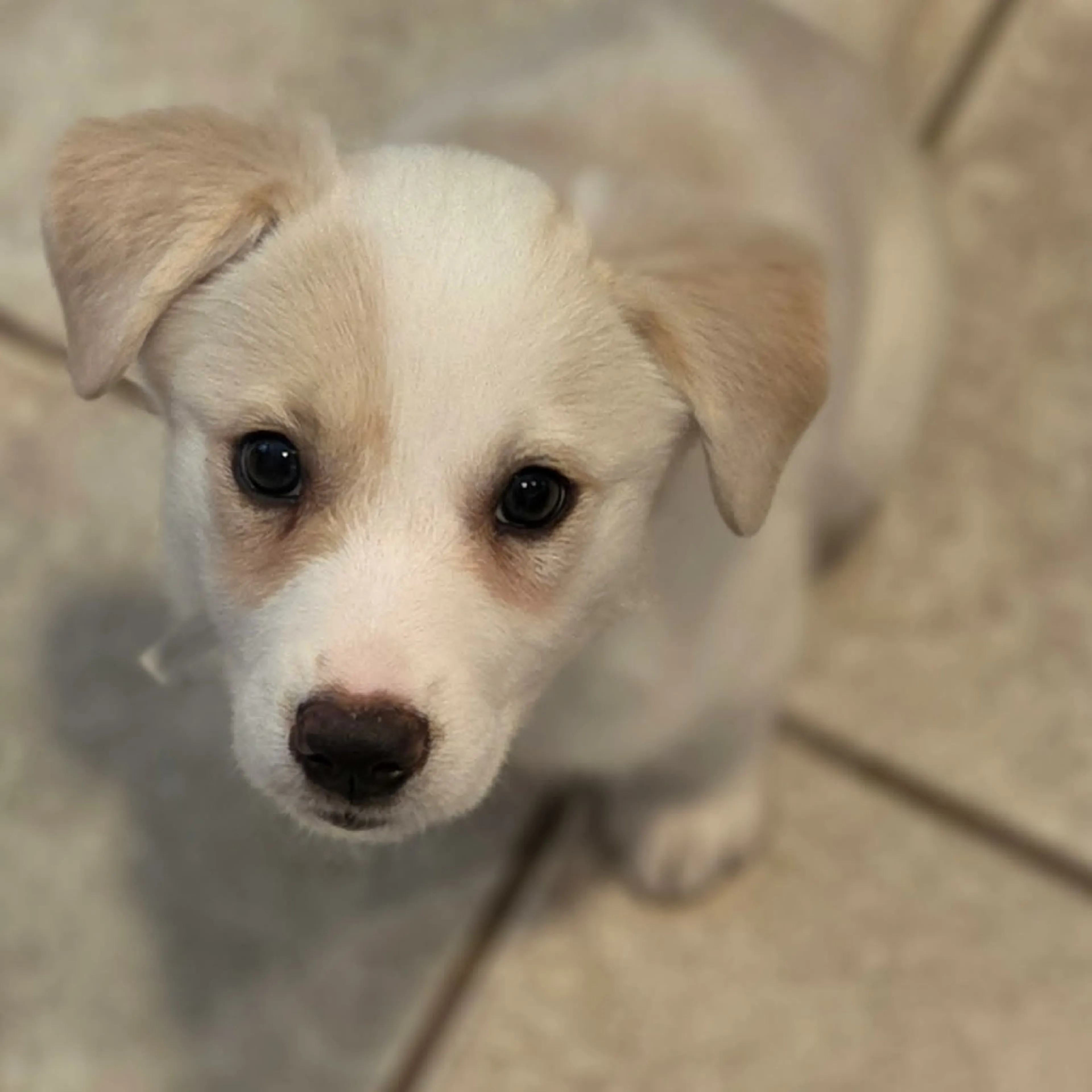 Found pet-9