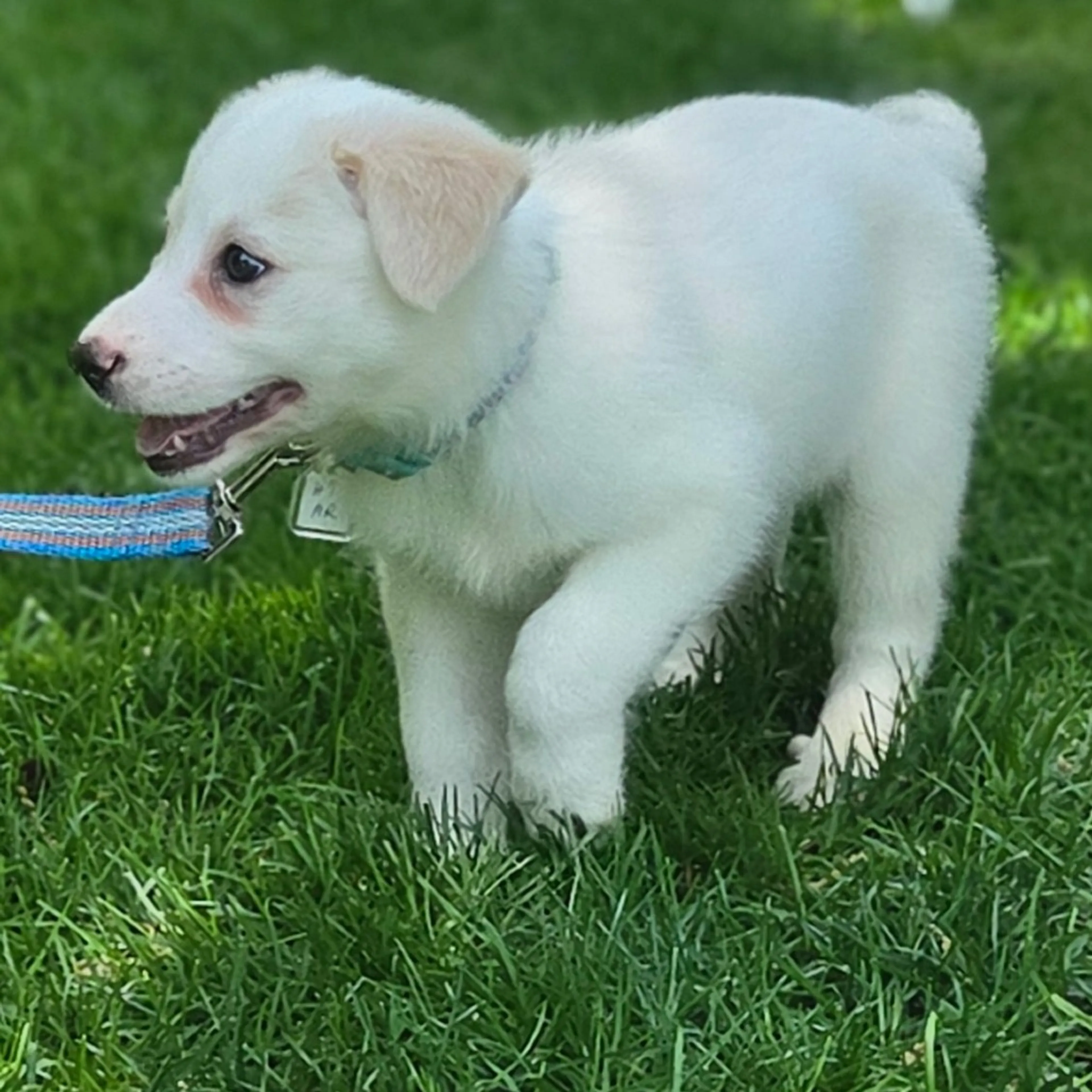 Found pet-2