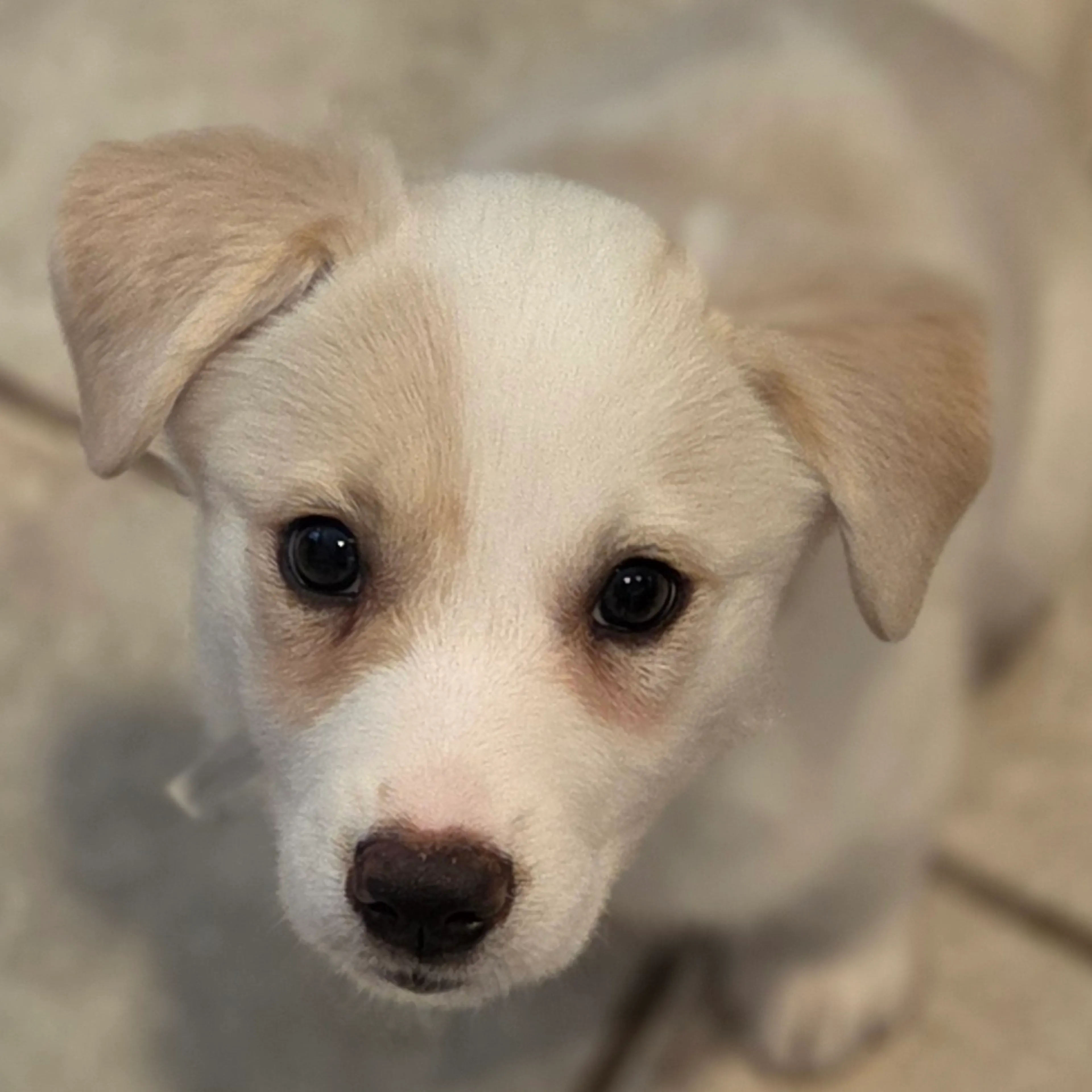 Found pet-7