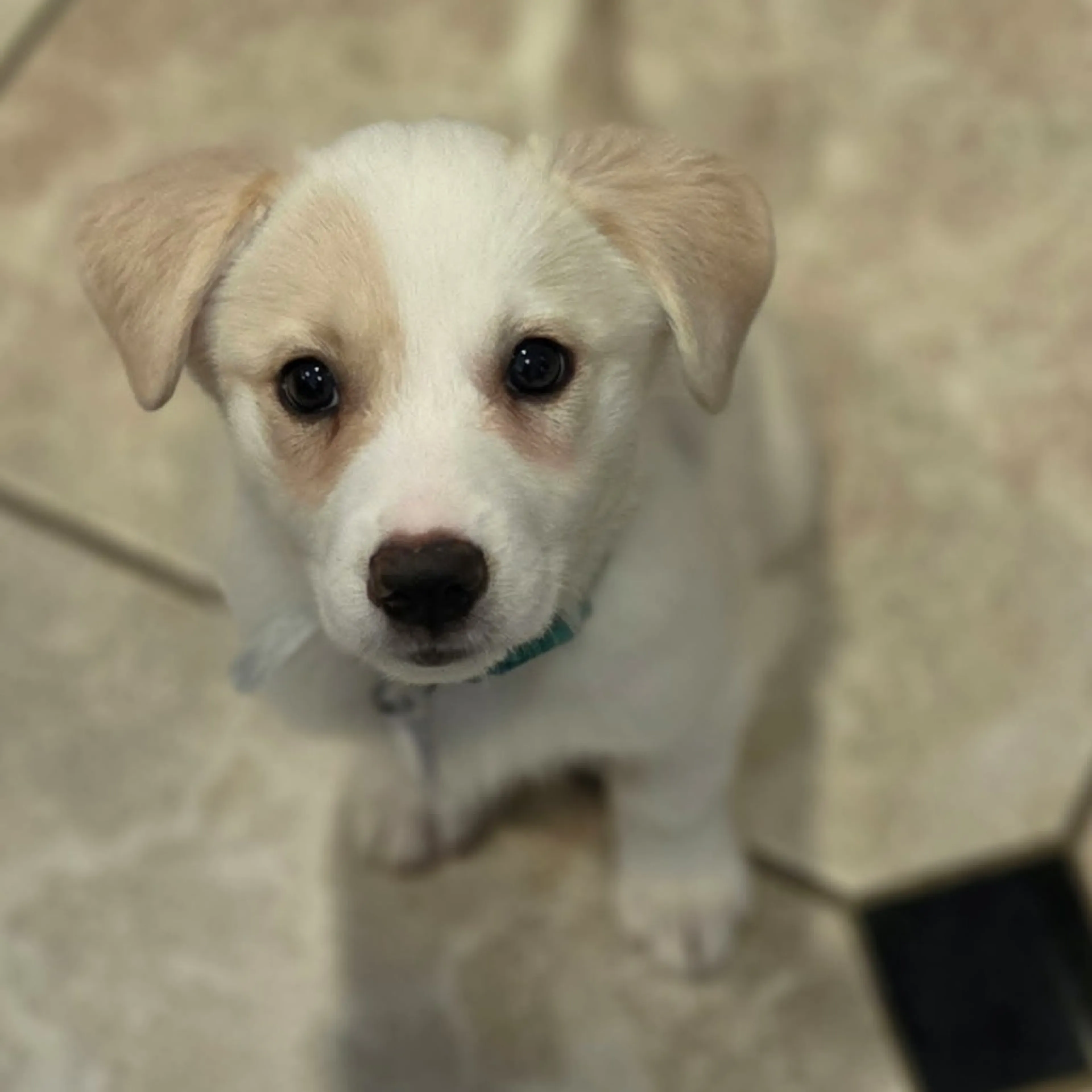 Found pet-0