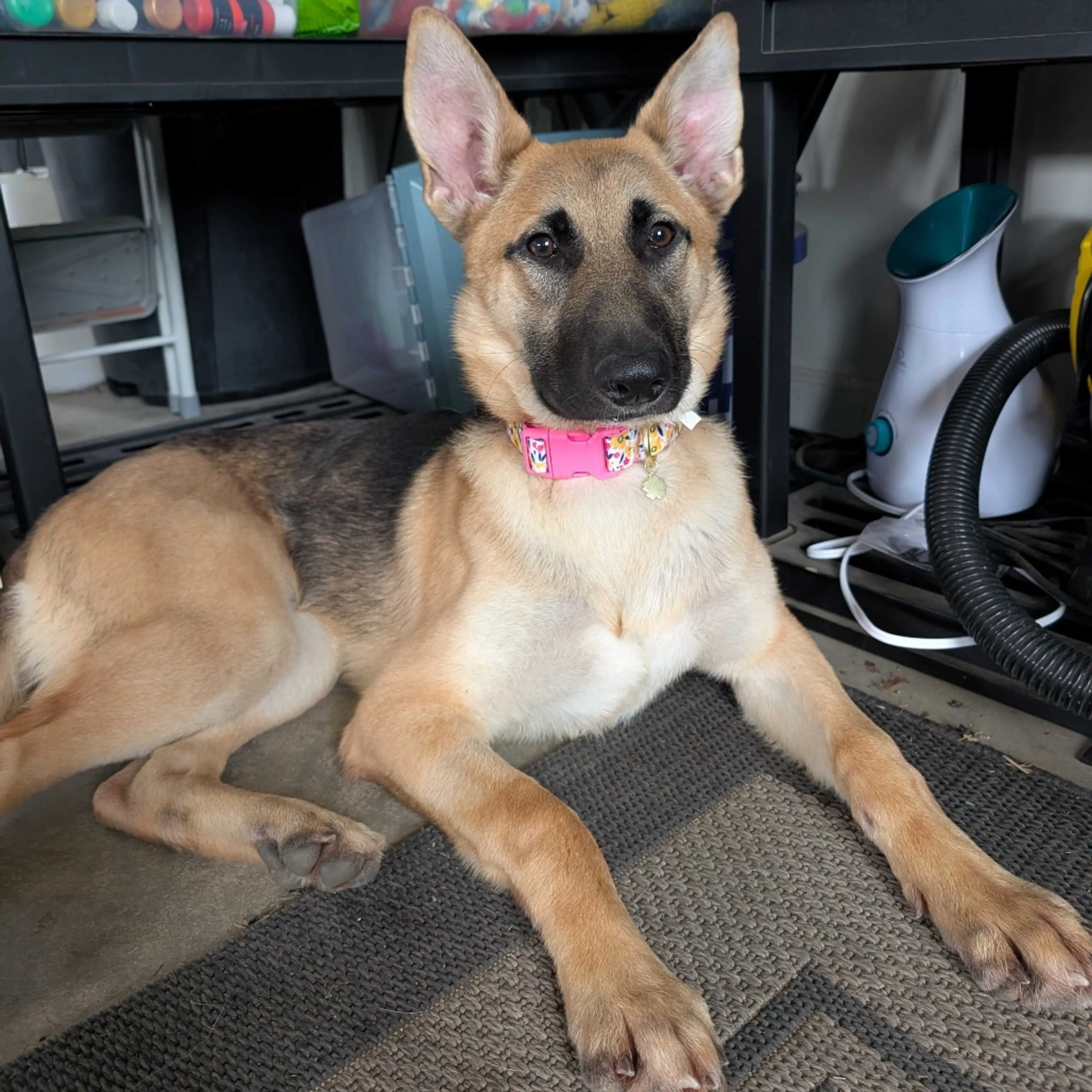 Found pet-2