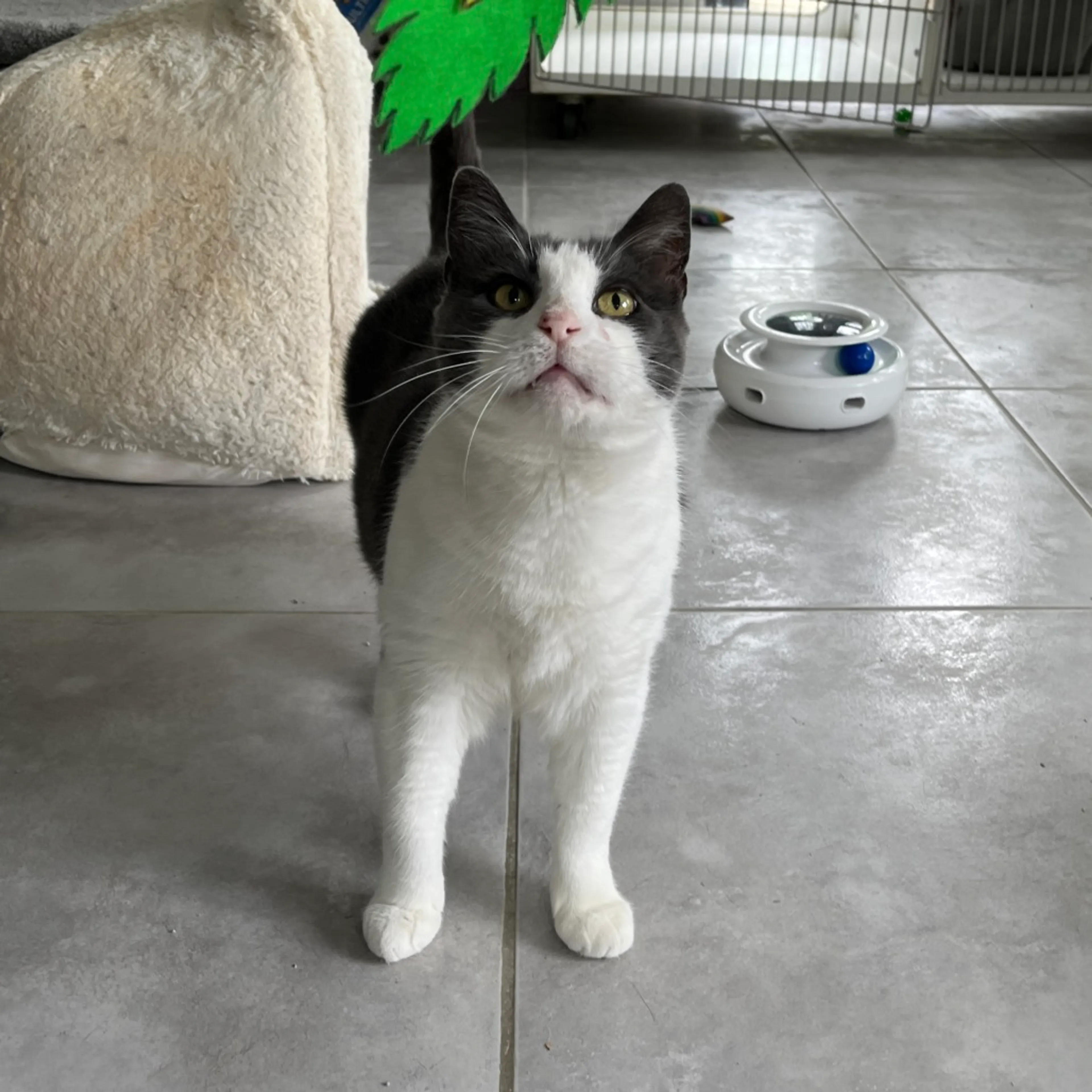 Found pet-3