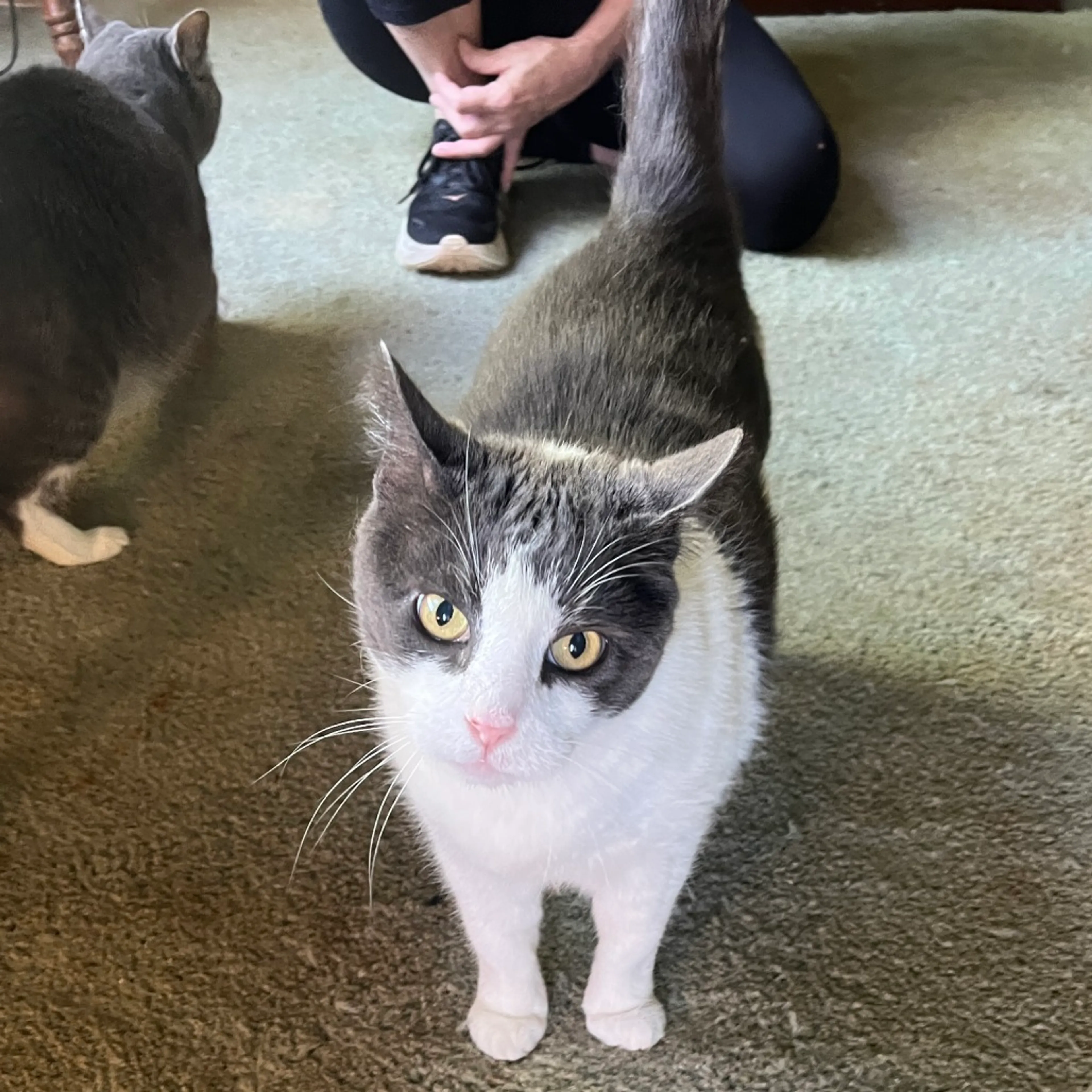 Found pet-2