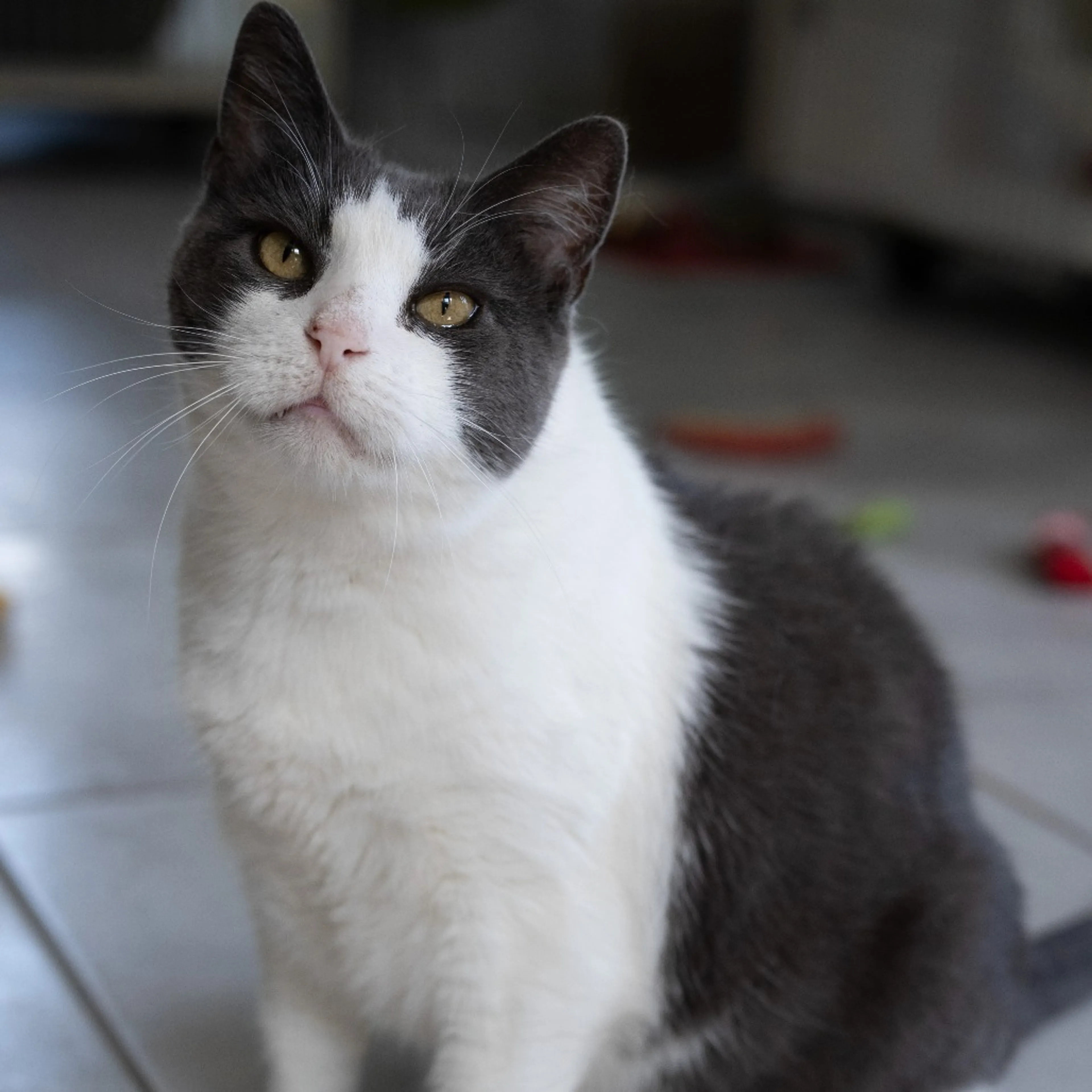 Found pet-4