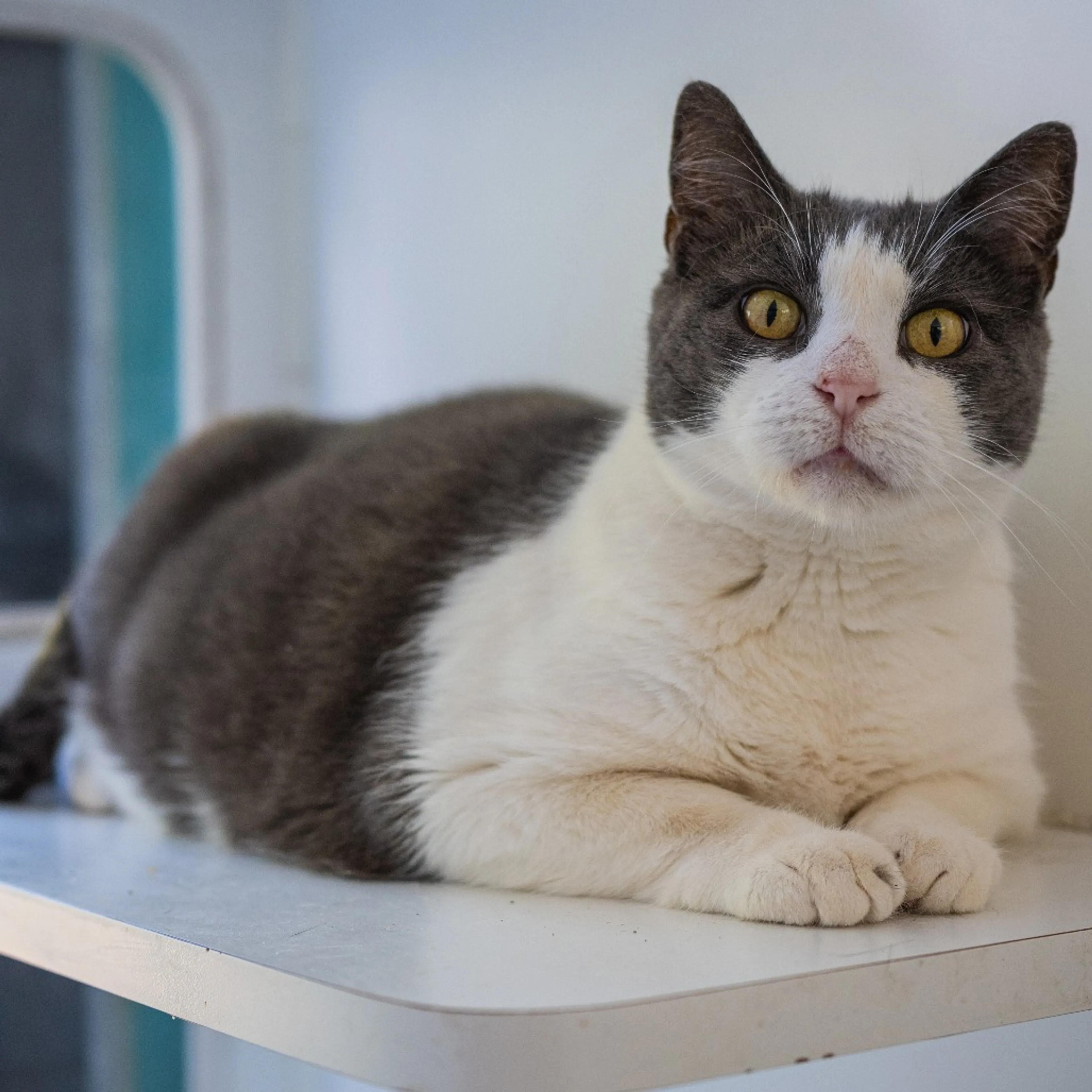 Found pet-1