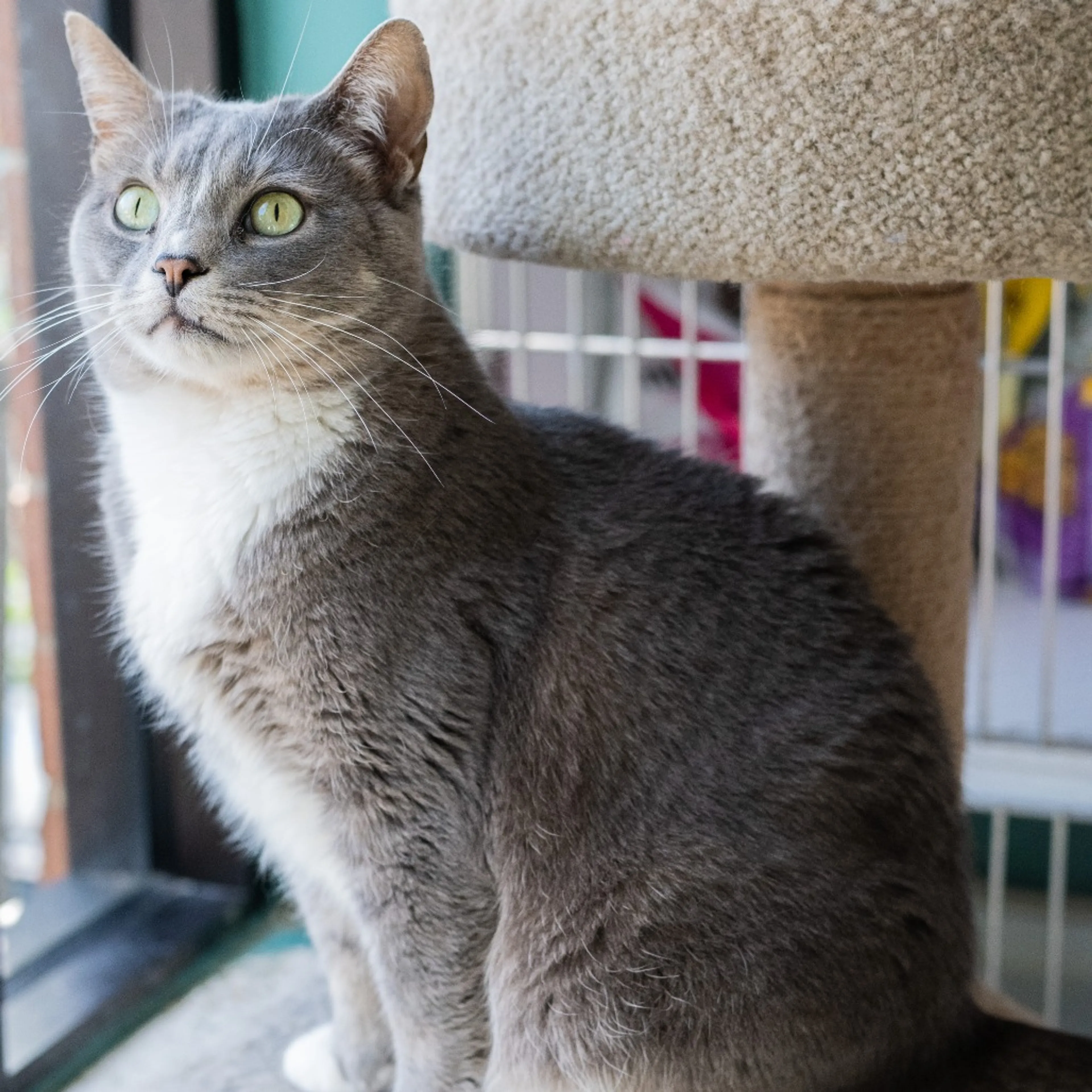 Found pet-8