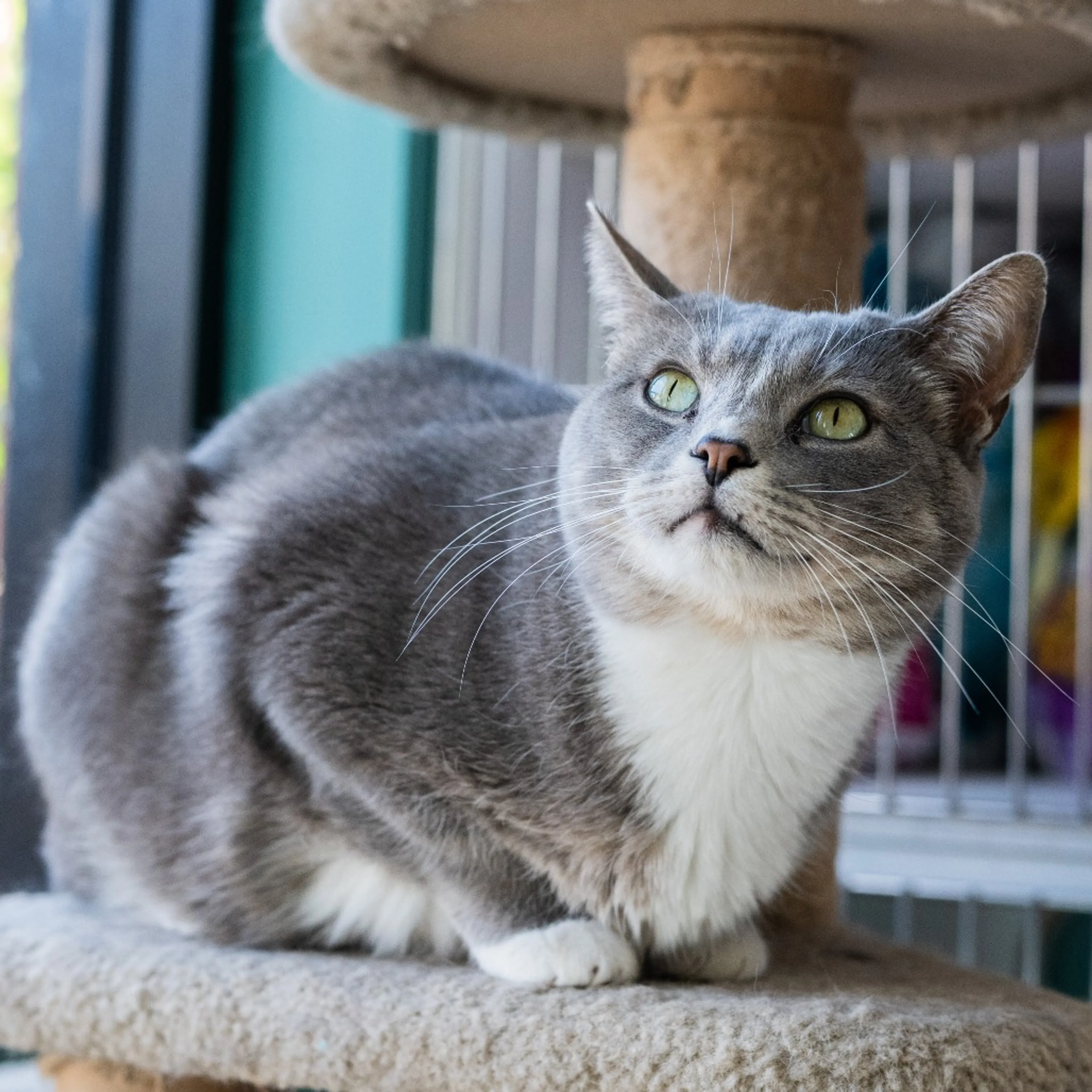 Found pet-6