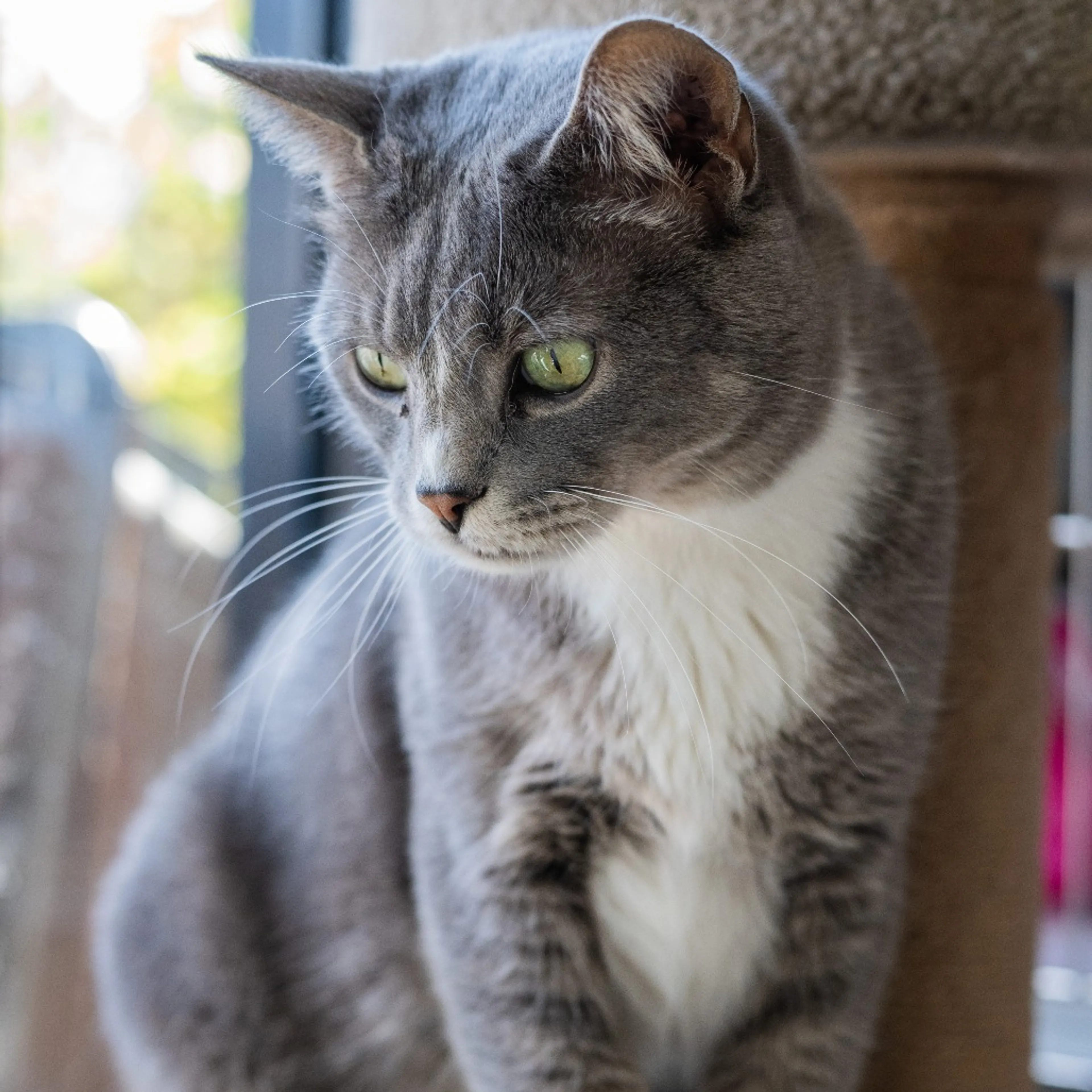 Found pet-9